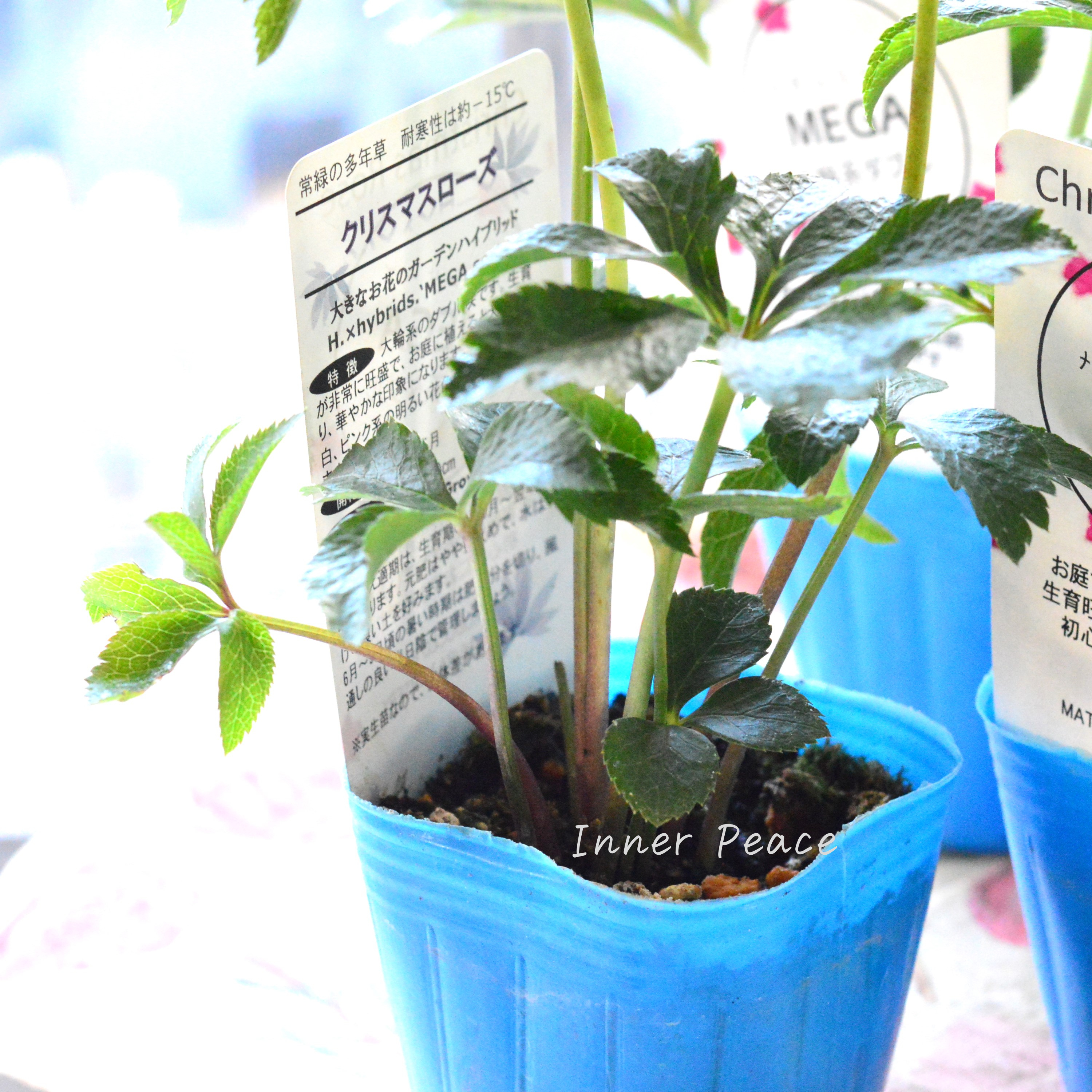 【大輪】 松村ナーセリーさんのクリスマスローズ 『メガ』 3寸POT