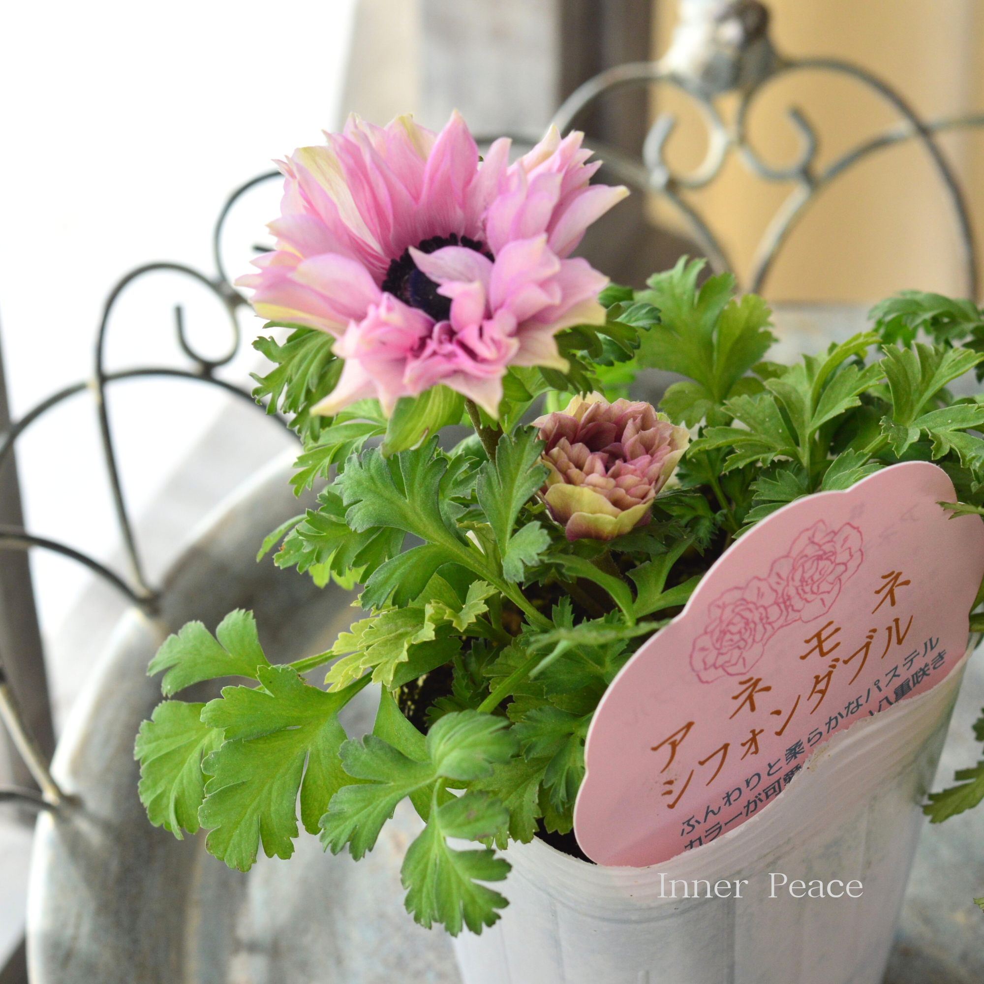 【神花園さんオリジナル】 八重咲きアネモネ 『シフォンダブル・ピンク系』 3.5寸POT