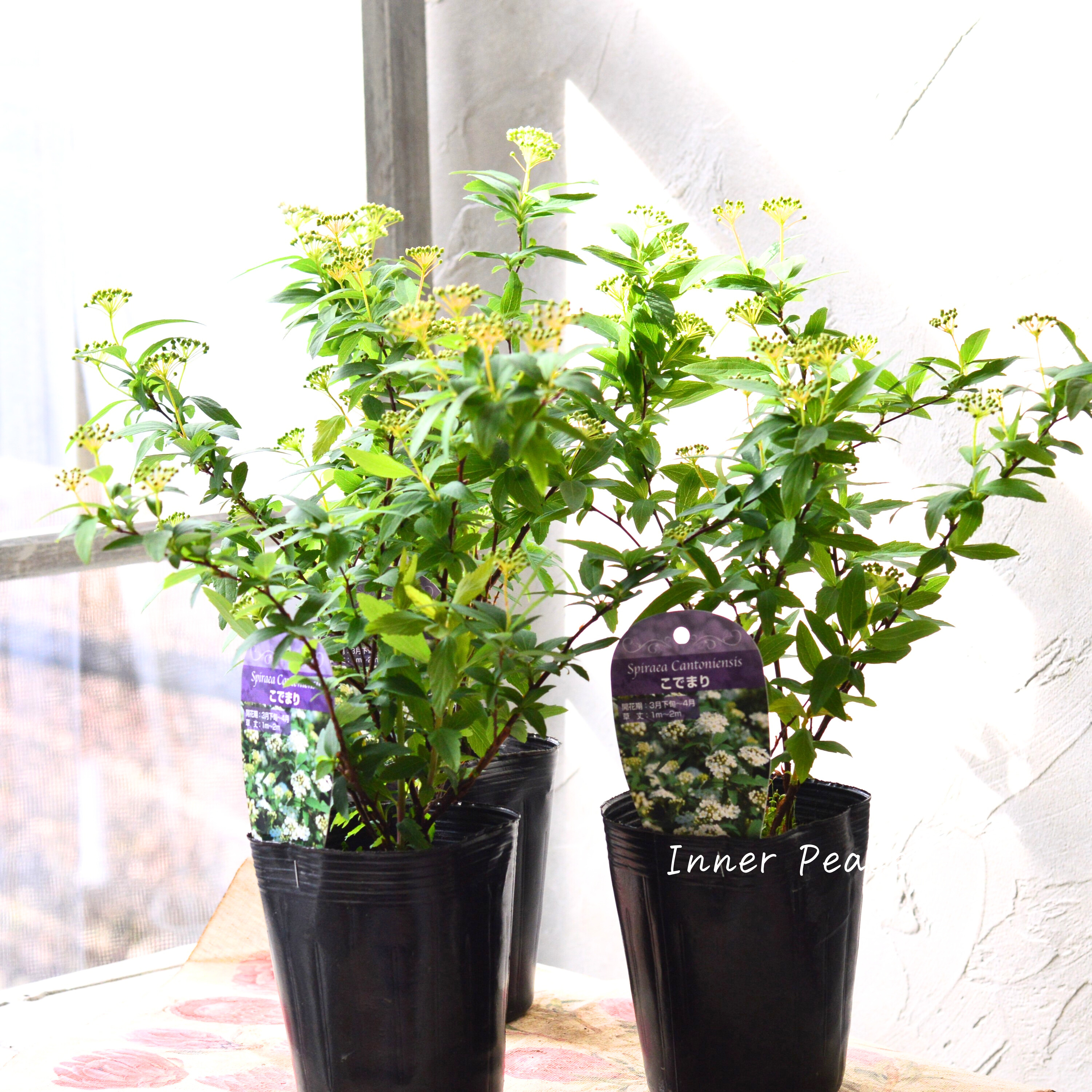 【素敵】 コデマリ 3寸POT