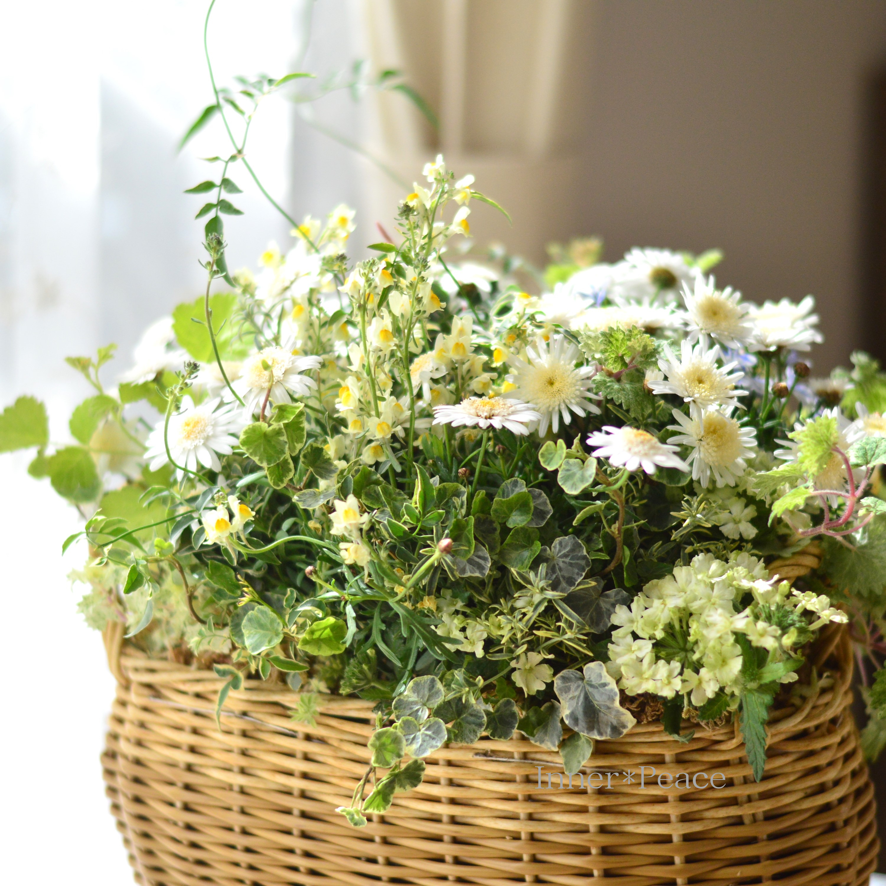 【春】 マーガレットのバスケット(ギャザリング)