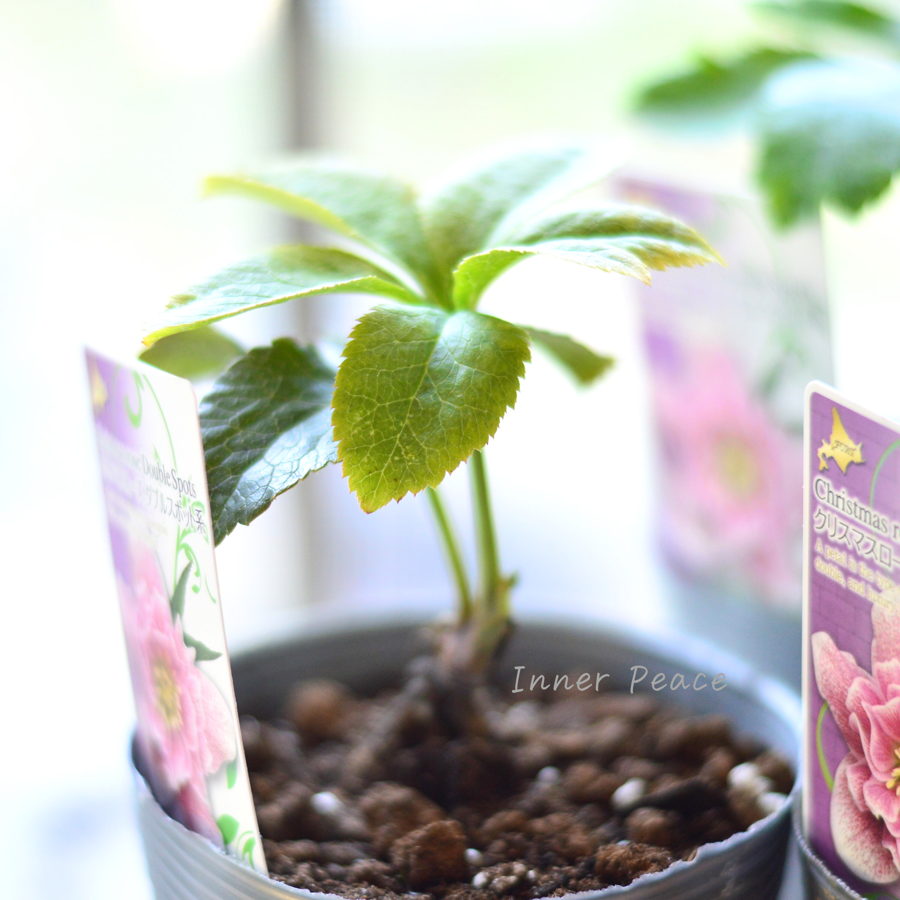 【八重咲き】 クリスマスローズ 『ダブルスポット系』 3.5寸ロングPOT