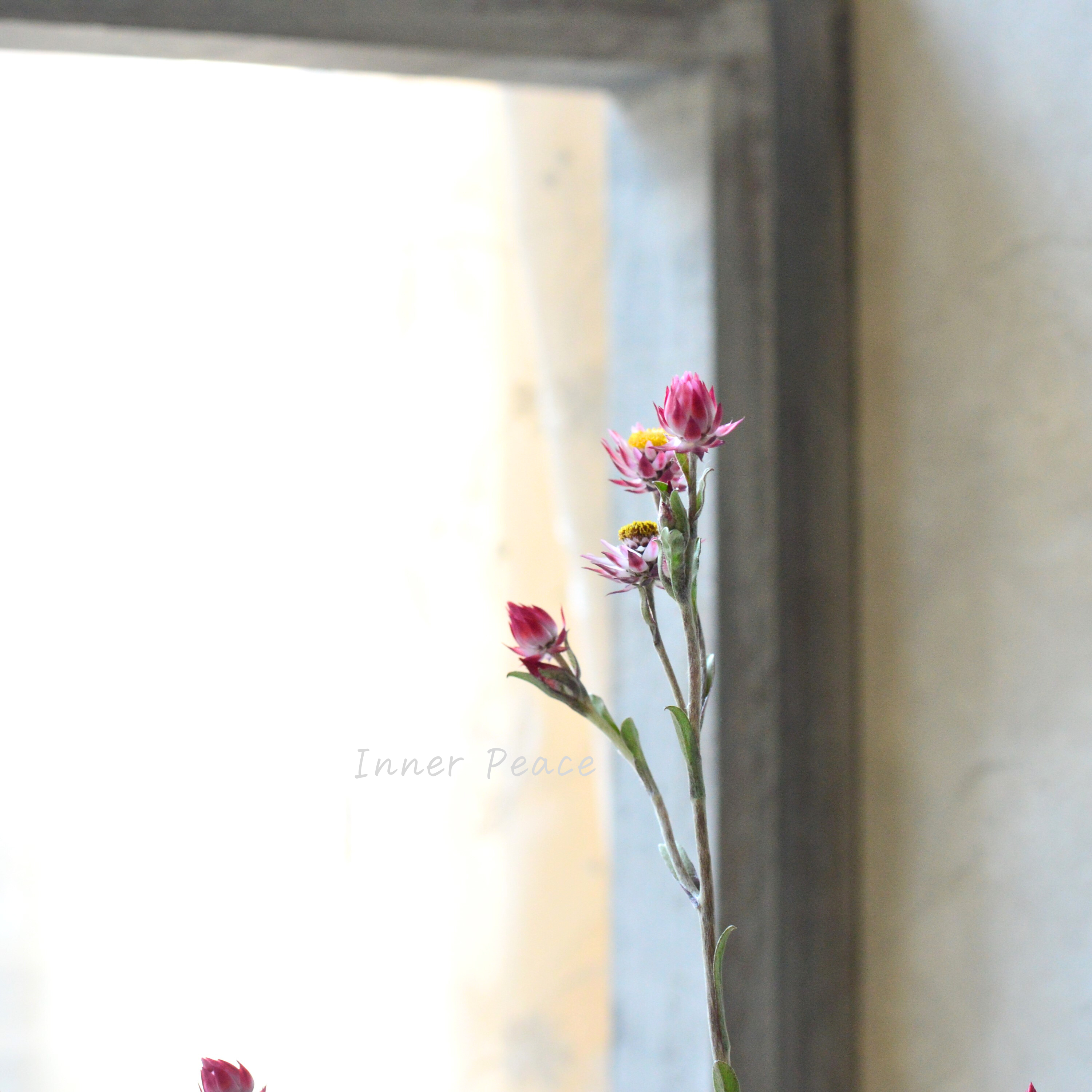 【カサカサしたお花】 シンカルファ 『ハートクイーン』 3.5寸プラ鉢