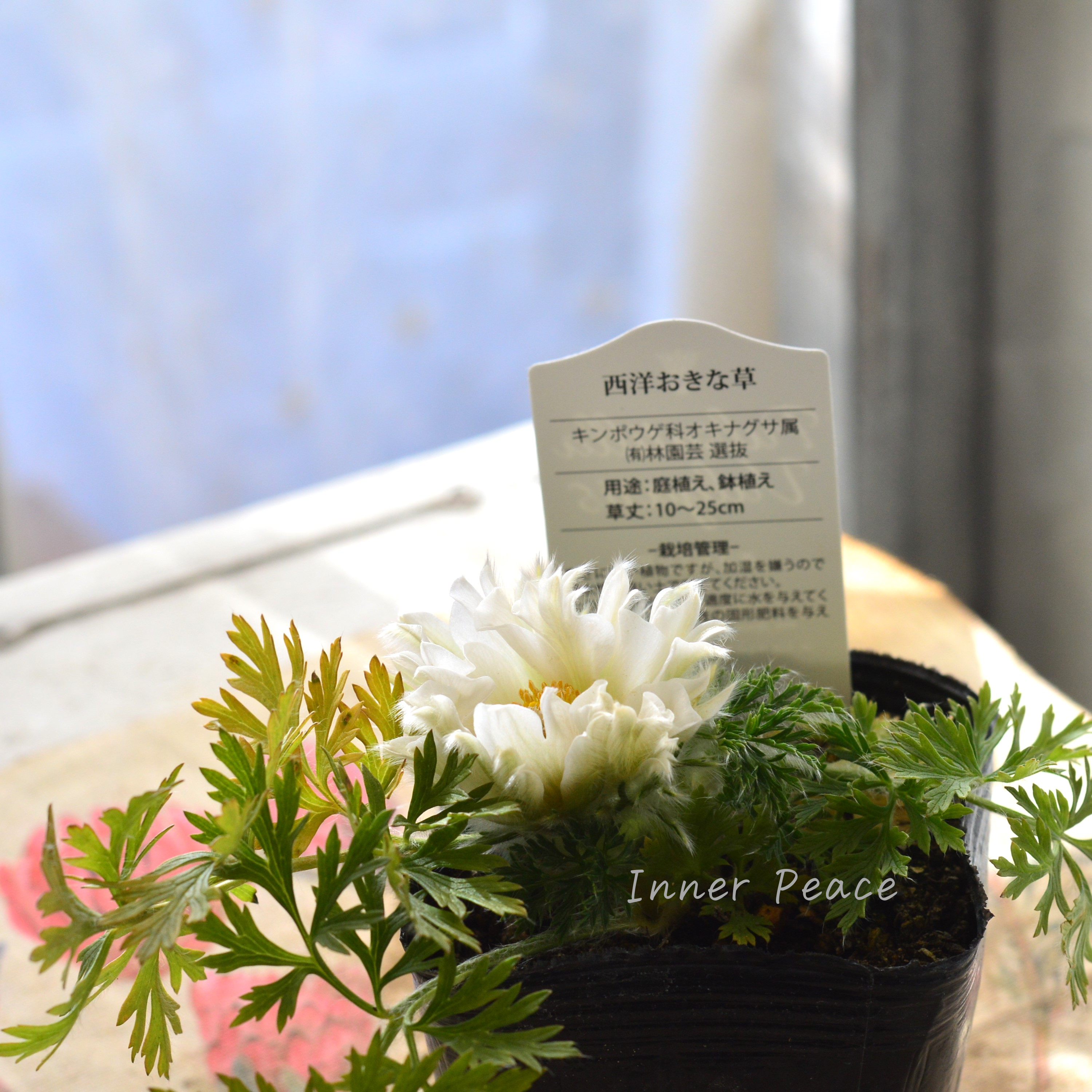 【美しい】 西洋オキナグサ 『プルサティラ ブルガリス・ホワイト』 3.5寸POT