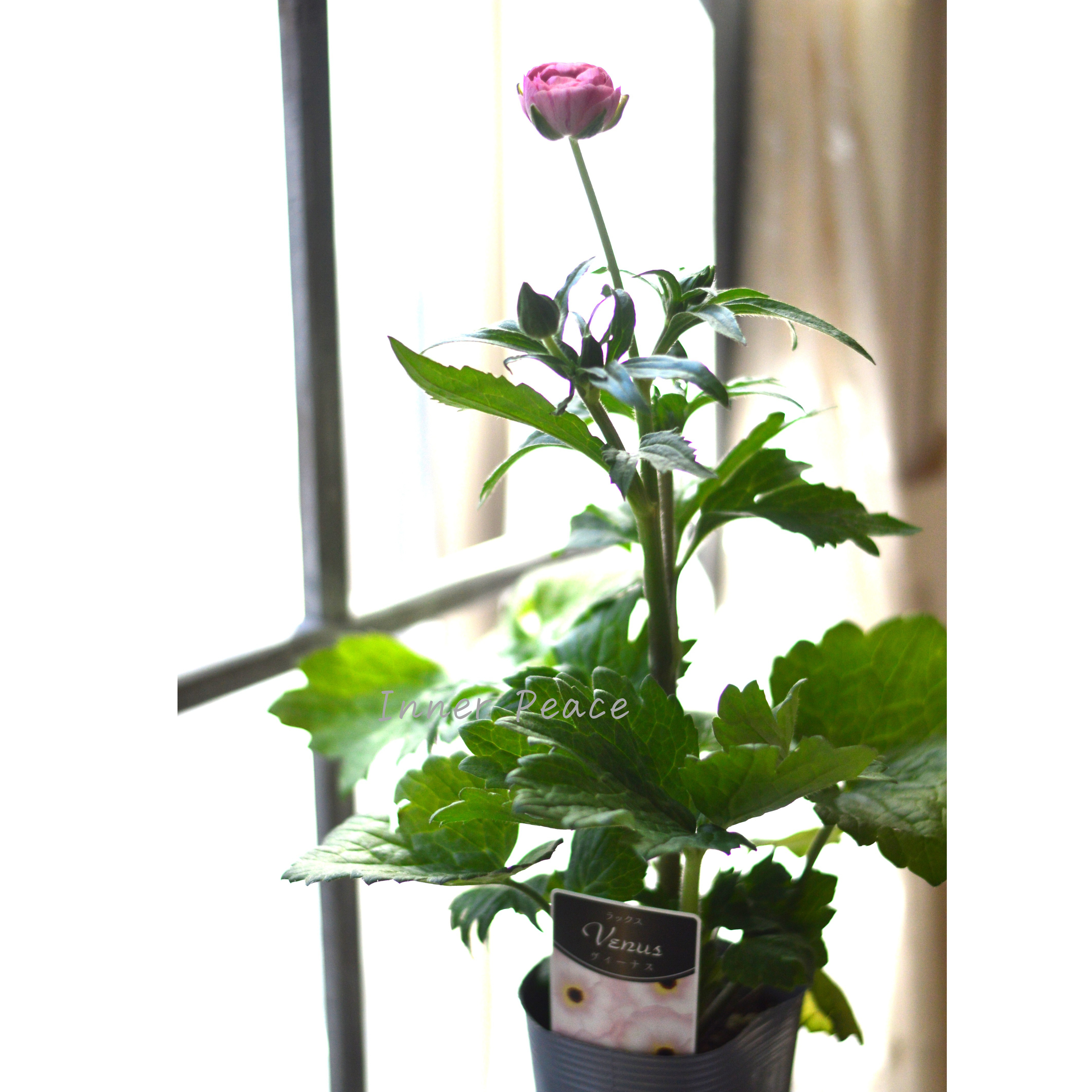 【美しい】 ラナンキュラス・ラックス 『ヴィーナス』 4寸POT