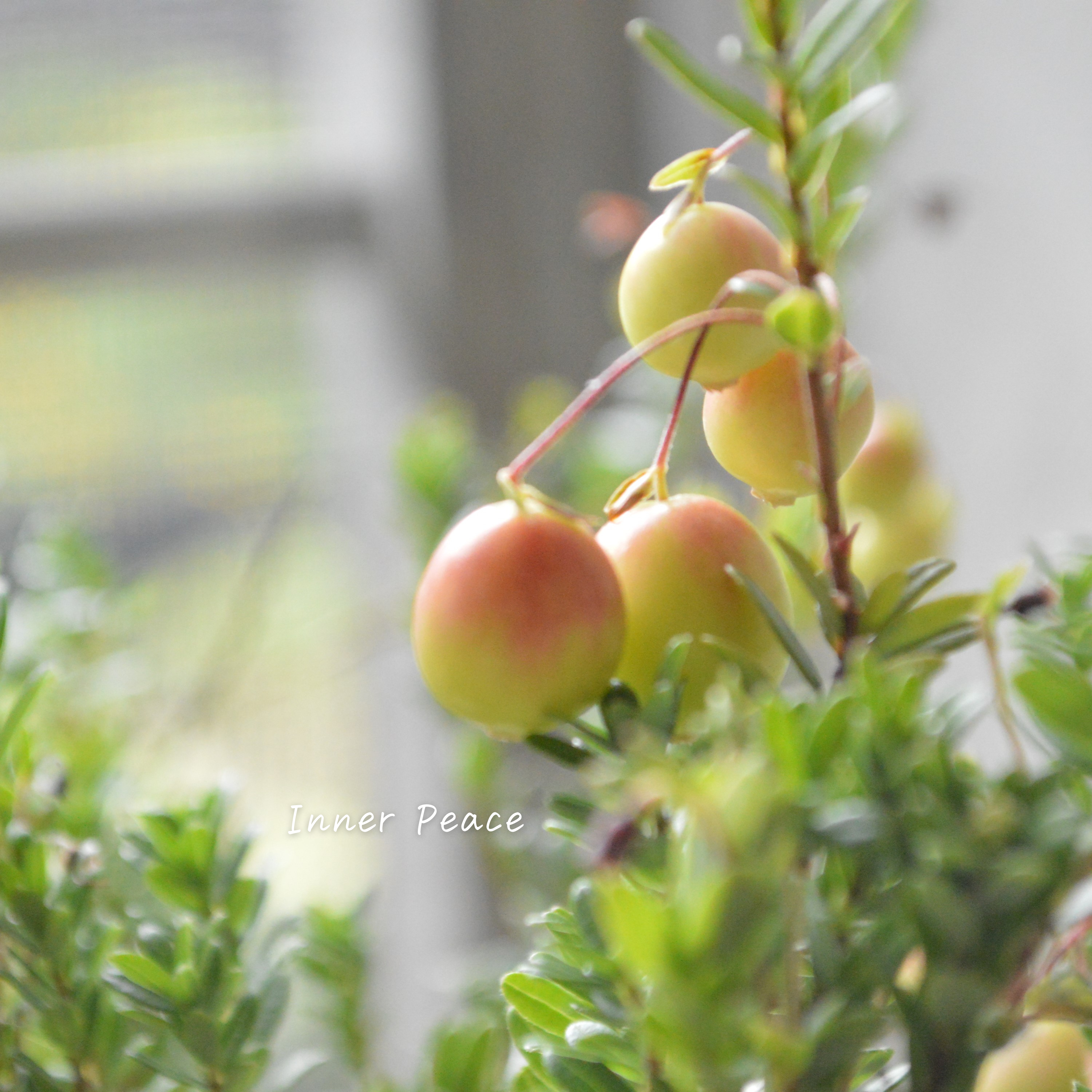 【かわいい】 クランベリー 『和名:つるこけもも』 3.5寸POT