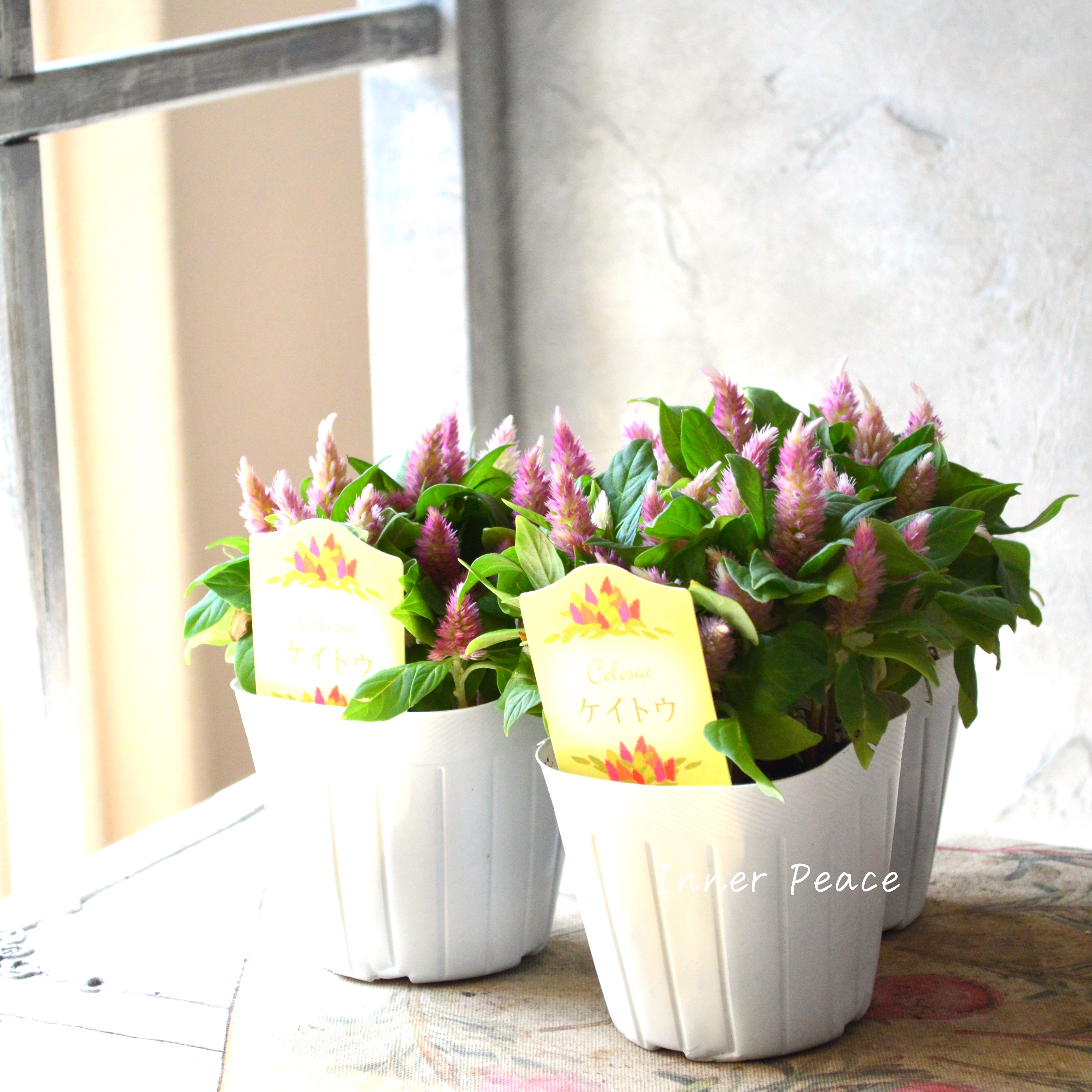 【秋のお花】 ケイトウ(多粒撒き) 『ピンクバイカラー』 3寸POT