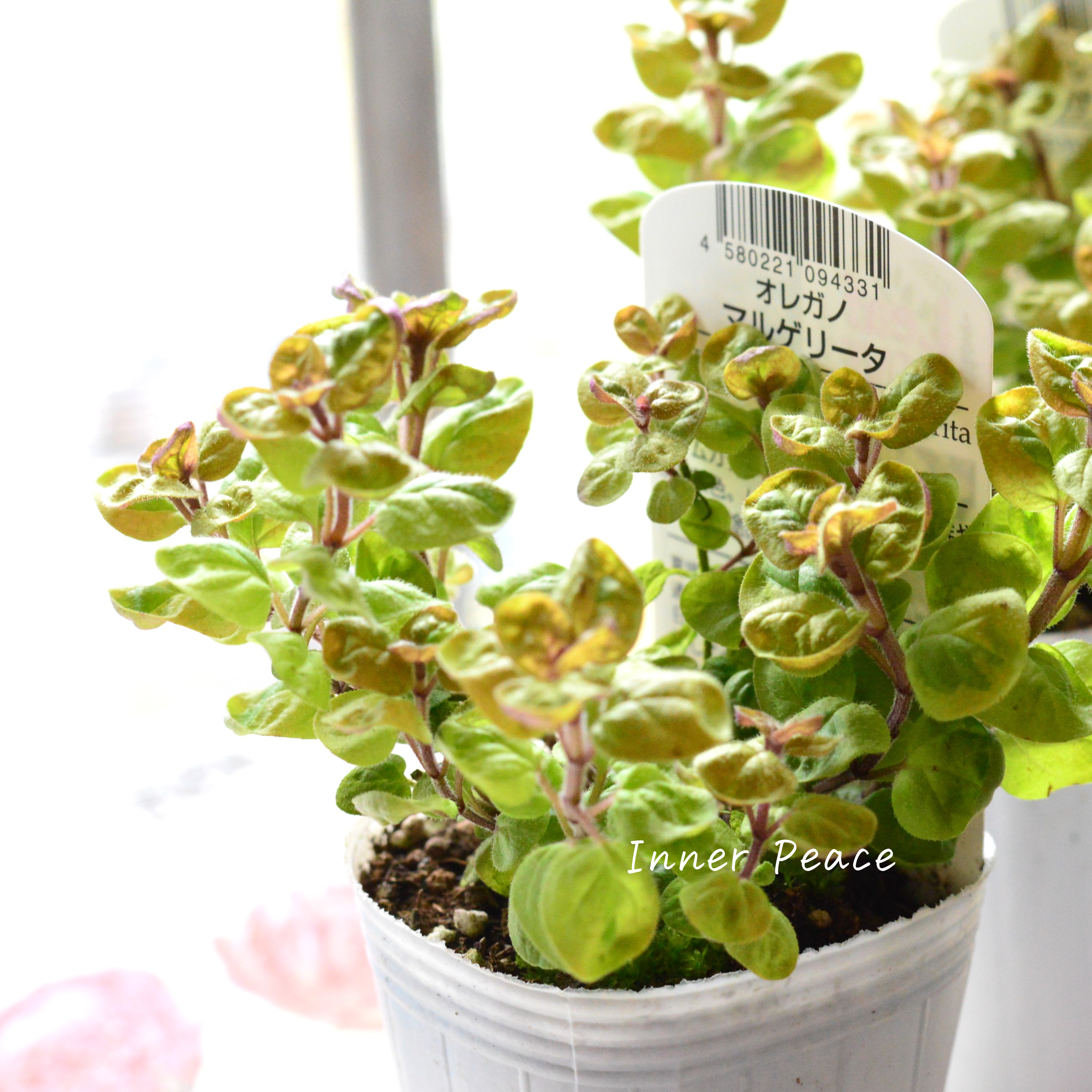【斑入り】 オレガノ 『マルゲリータ』 3寸POT