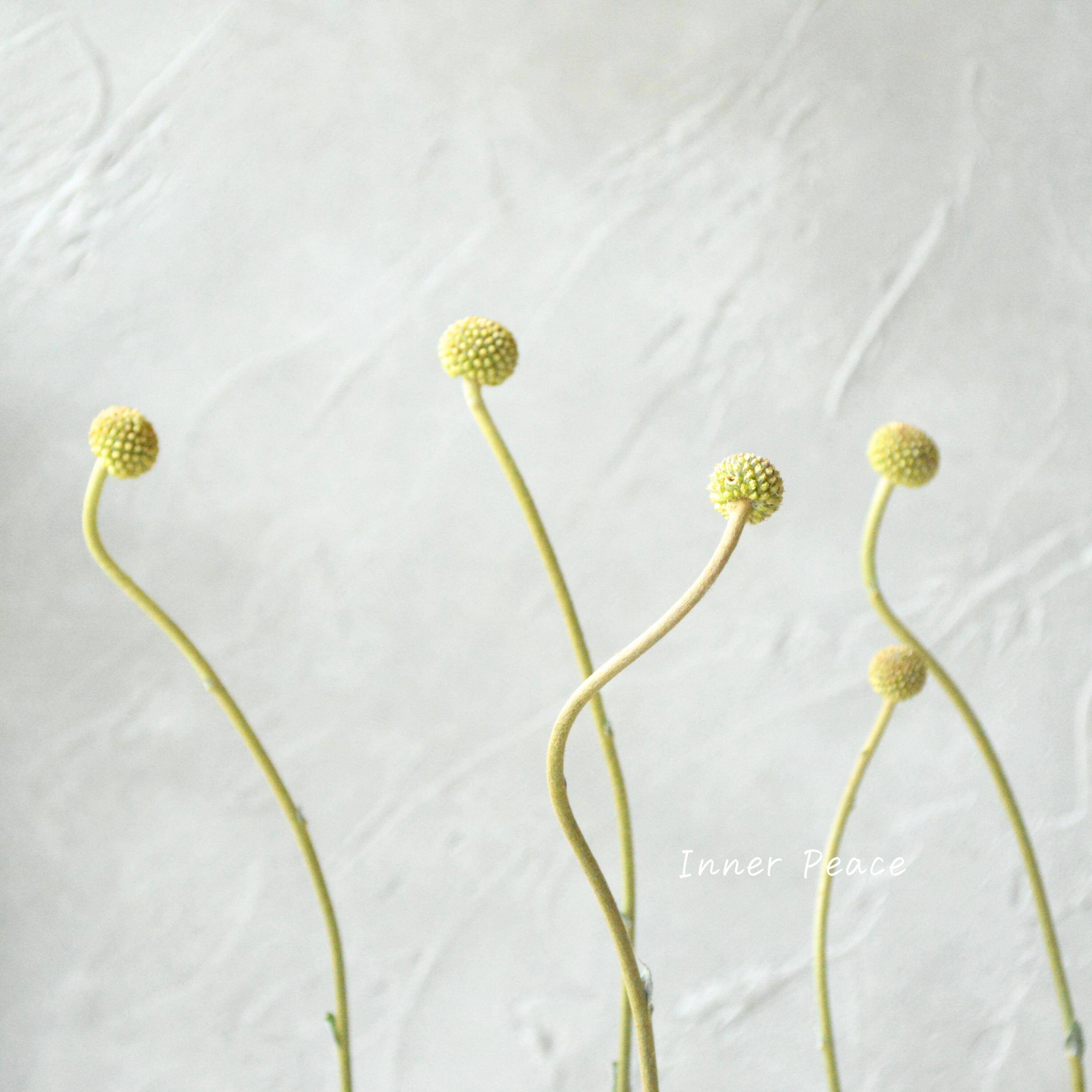 【個性的】 クラスペディア 『ゴルフビューティー』 3.5寸POT