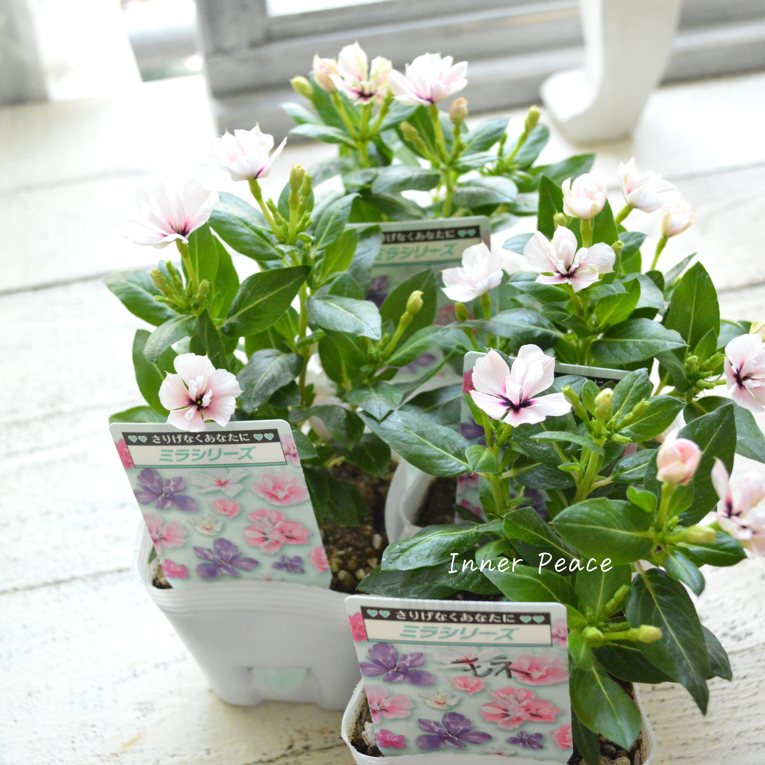 【北島園芸さん】 ニチニチソウ(八重咲き) 『ミラシリーズ・モネ』 3.5寸POT