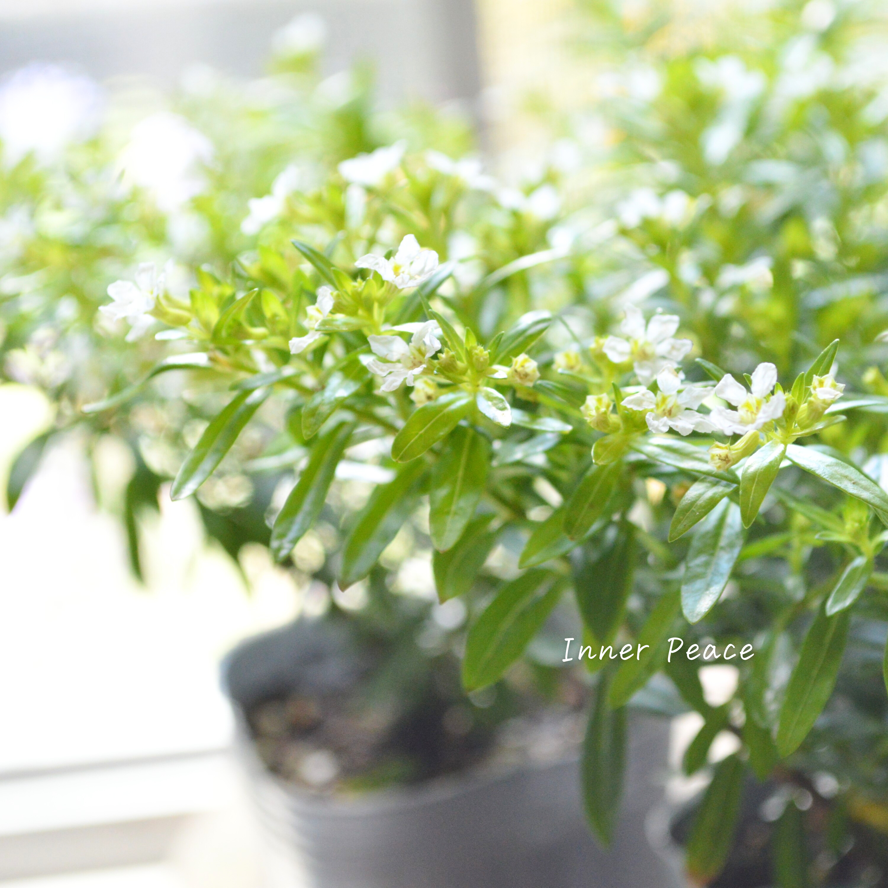 【暑さに強い】 クフェア 『フローリーグローリー』 3寸POT