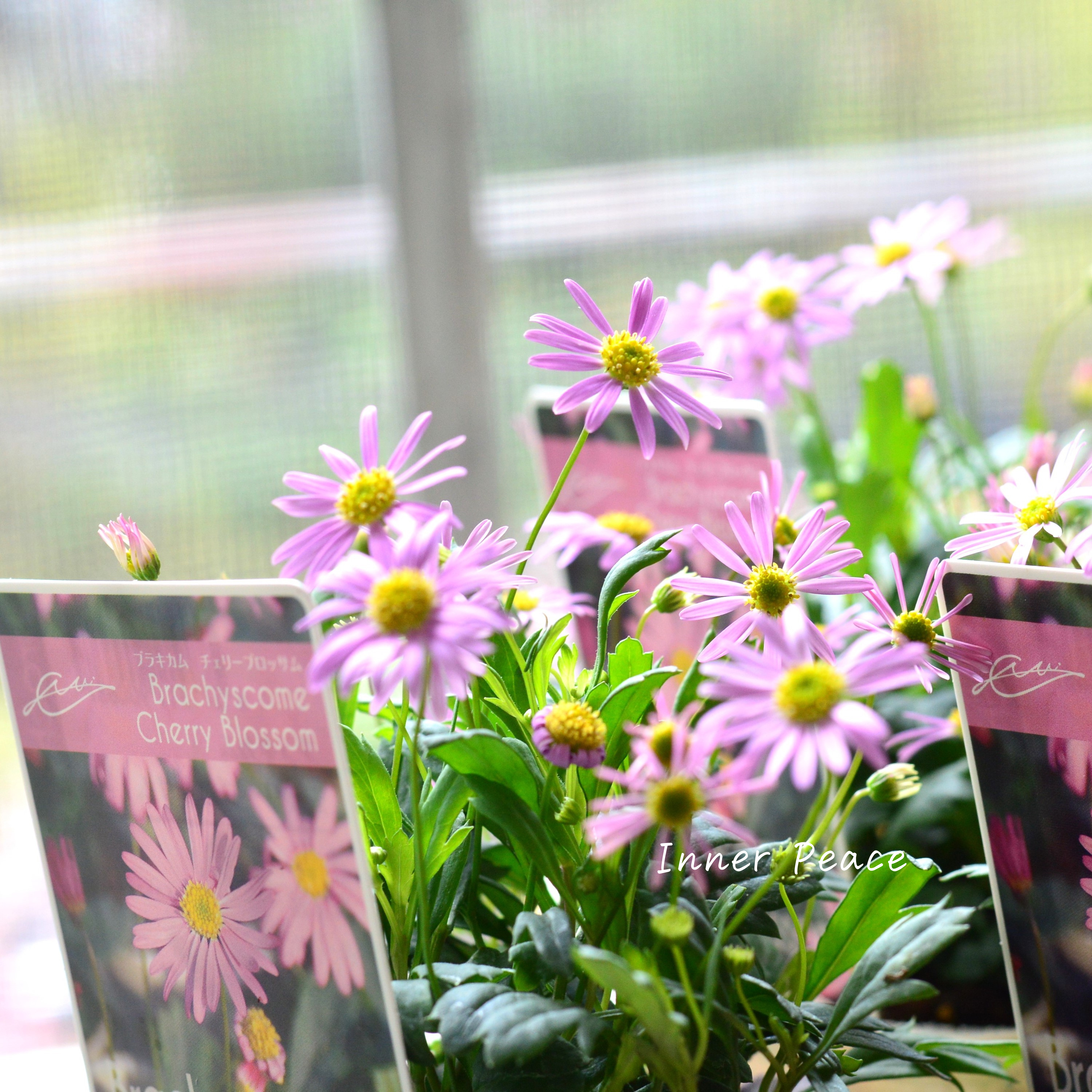 【かわいい】 ブラキカム 『チェリーブロッサム』 3寸POT