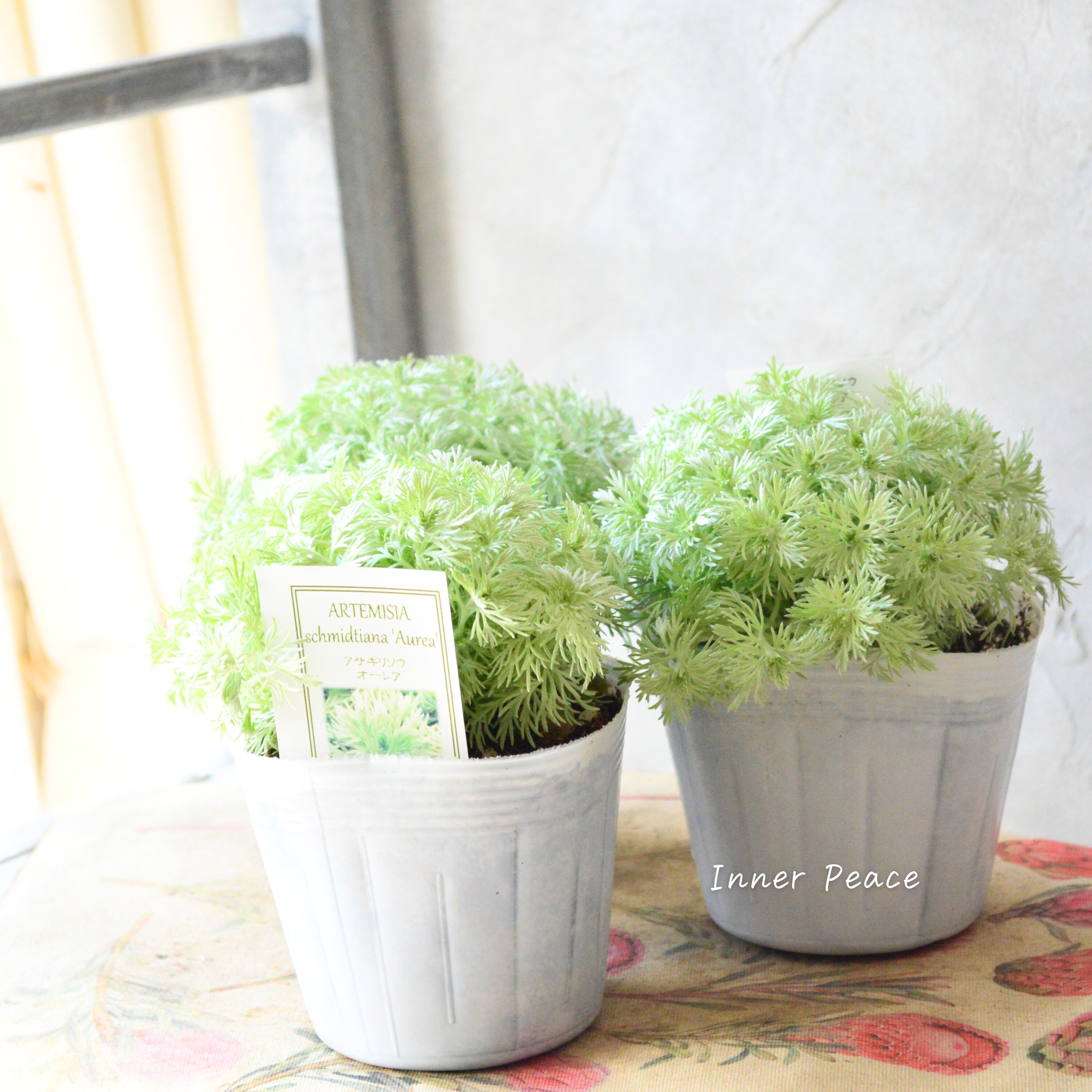 【宿根】 アサギリソウ 『オーレア』 3.5寸POT