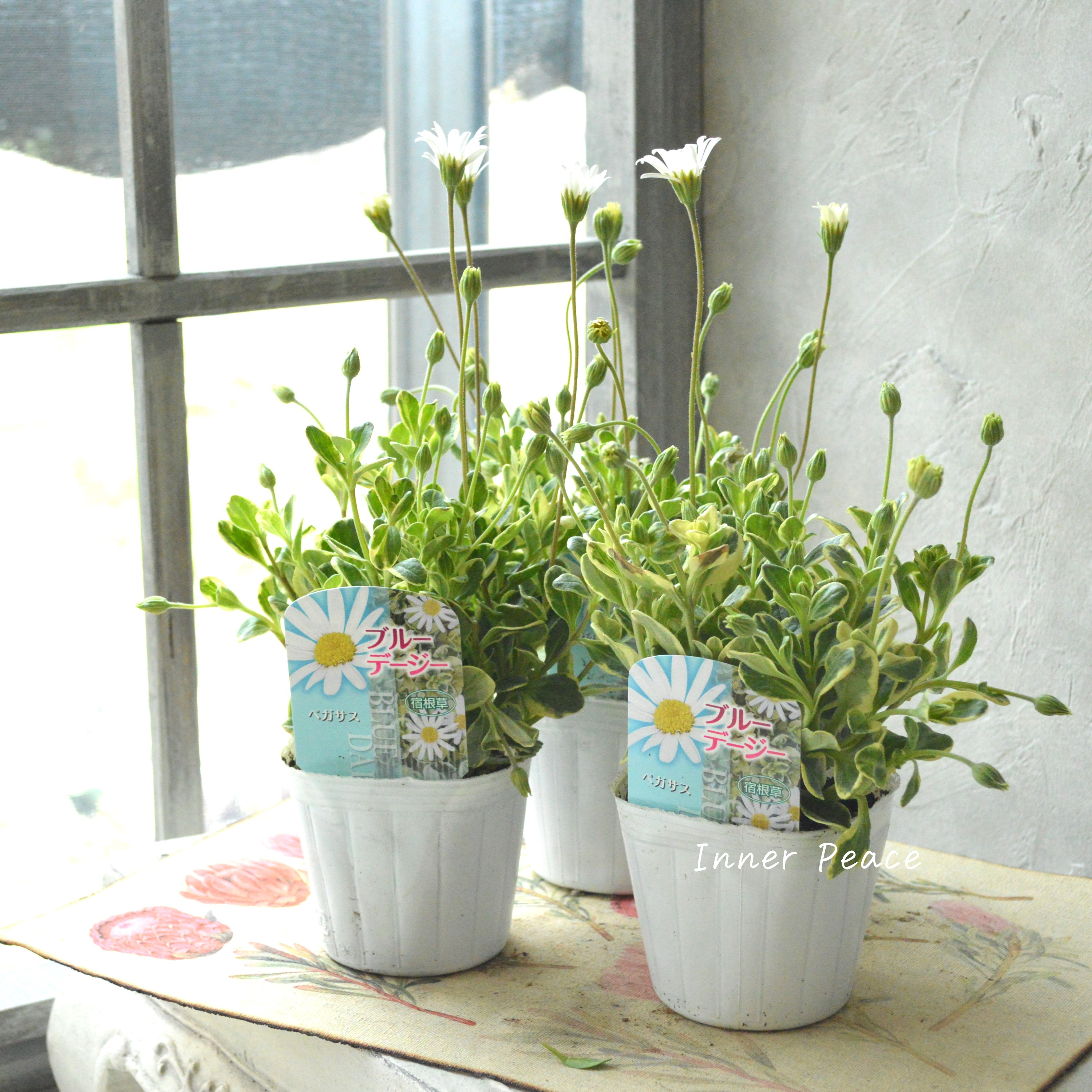 【斑入り】 ブルーデージー 『ペガサス』 3号POT