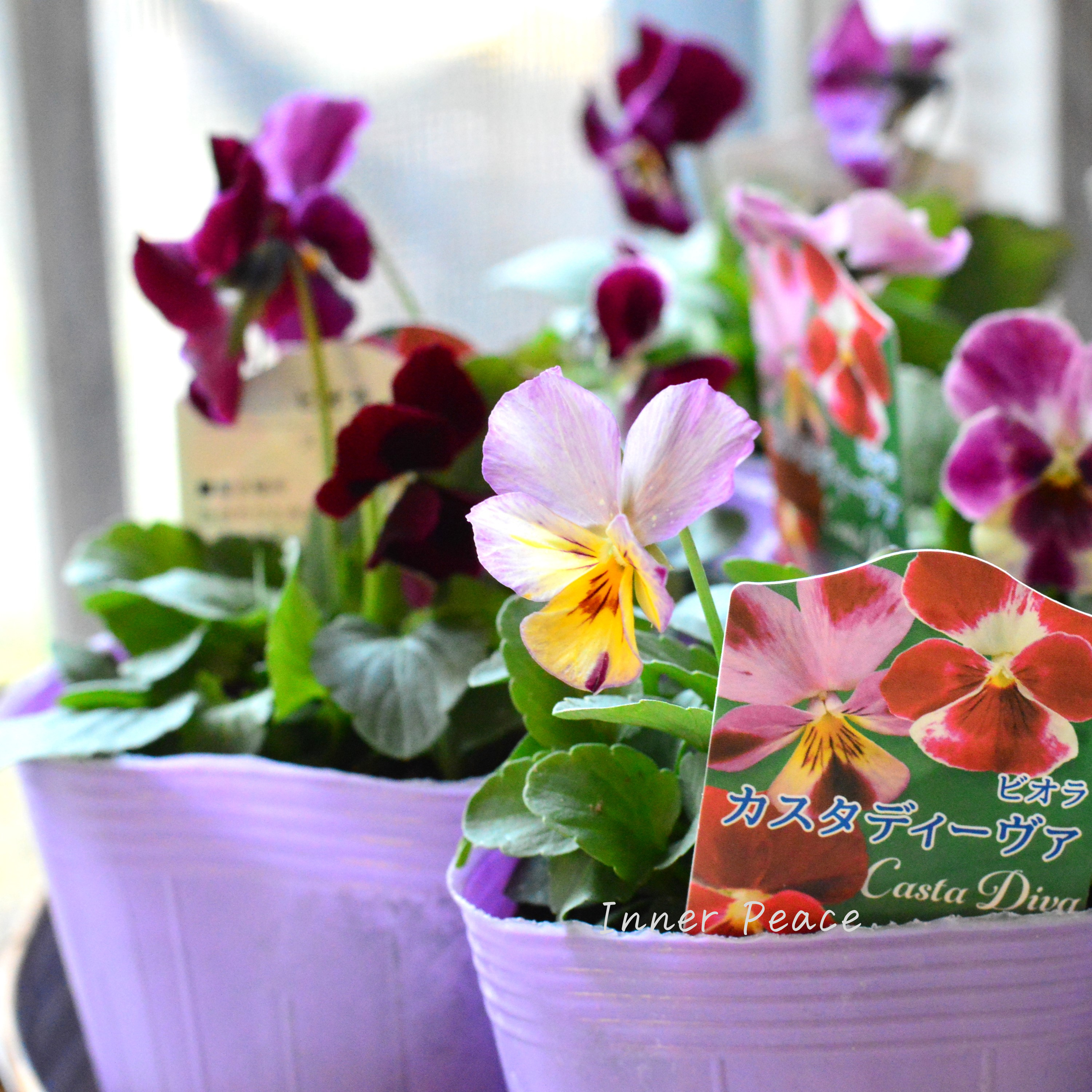 【花夢園芸さん】 ビオラ 『カスタディーヴァ』 3寸ロングPOT
