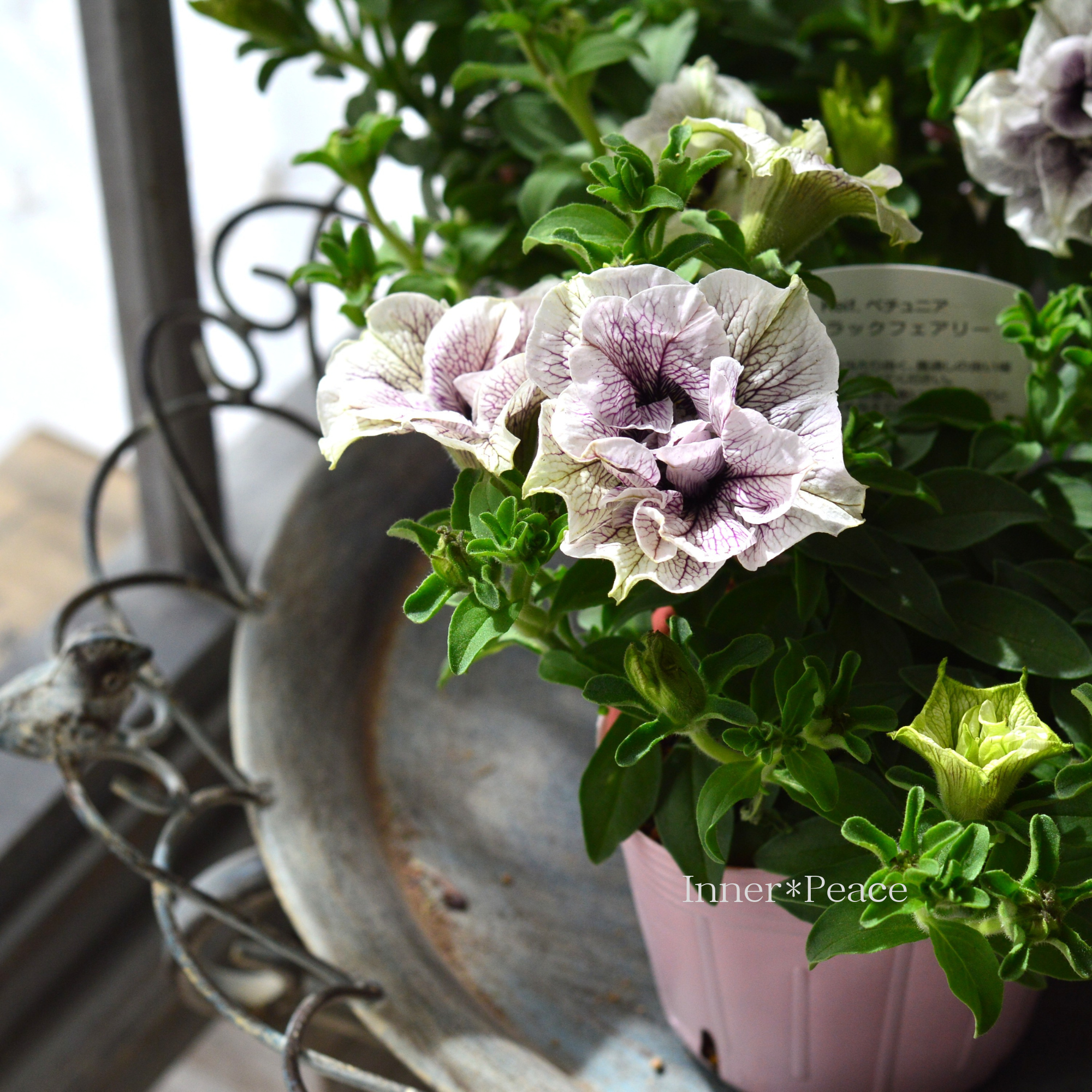 【桂楓園さんオリジナル】 ペチュニア 『ライラックフェアリー』 3.5寸POT