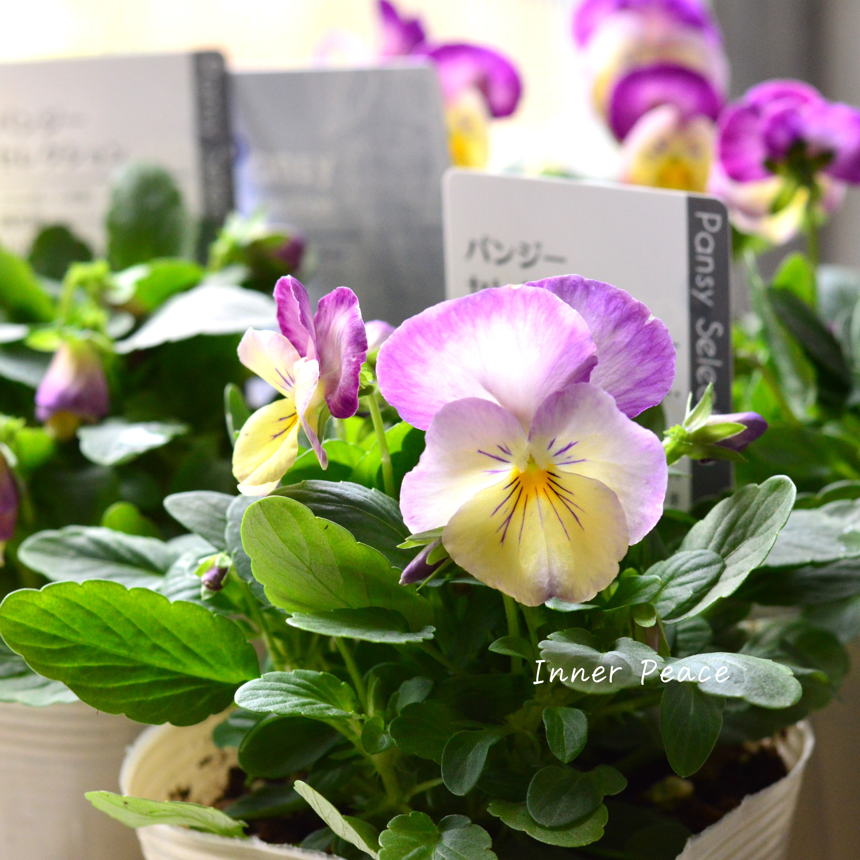 【かわいい】 パンジー 『わらく・クリームパープルピコティ』 3.5寸POT