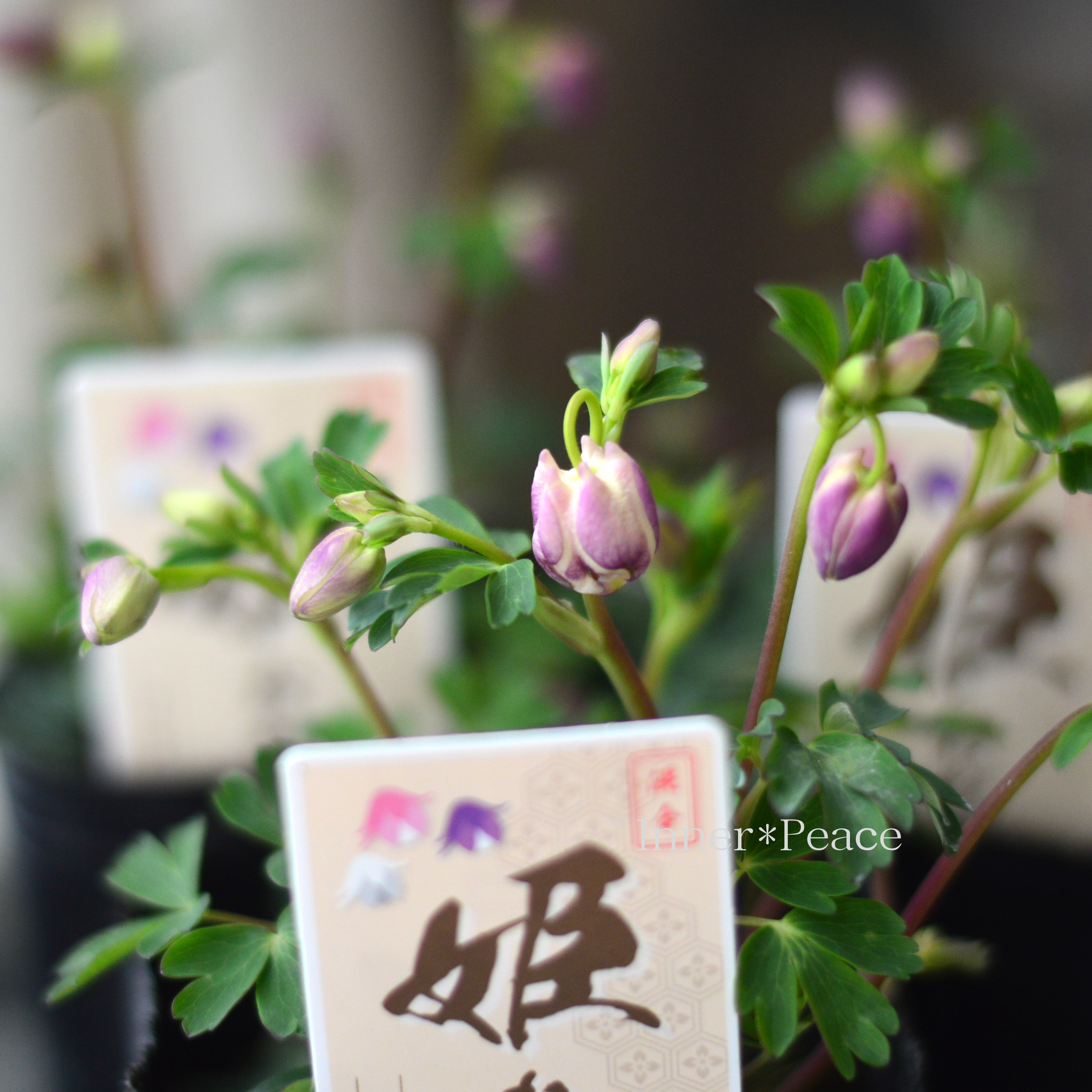 【かわいい】 姫オダマキ 『パープル系』 3寸POT