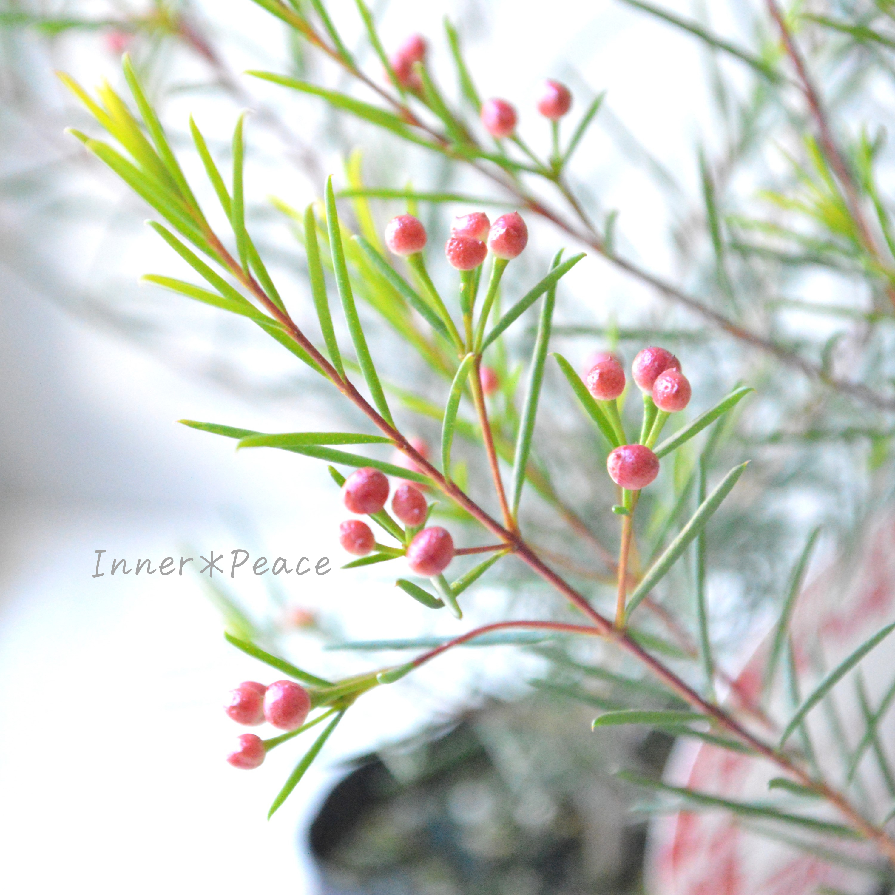 【人気】 ワックスフラワー 3寸POT