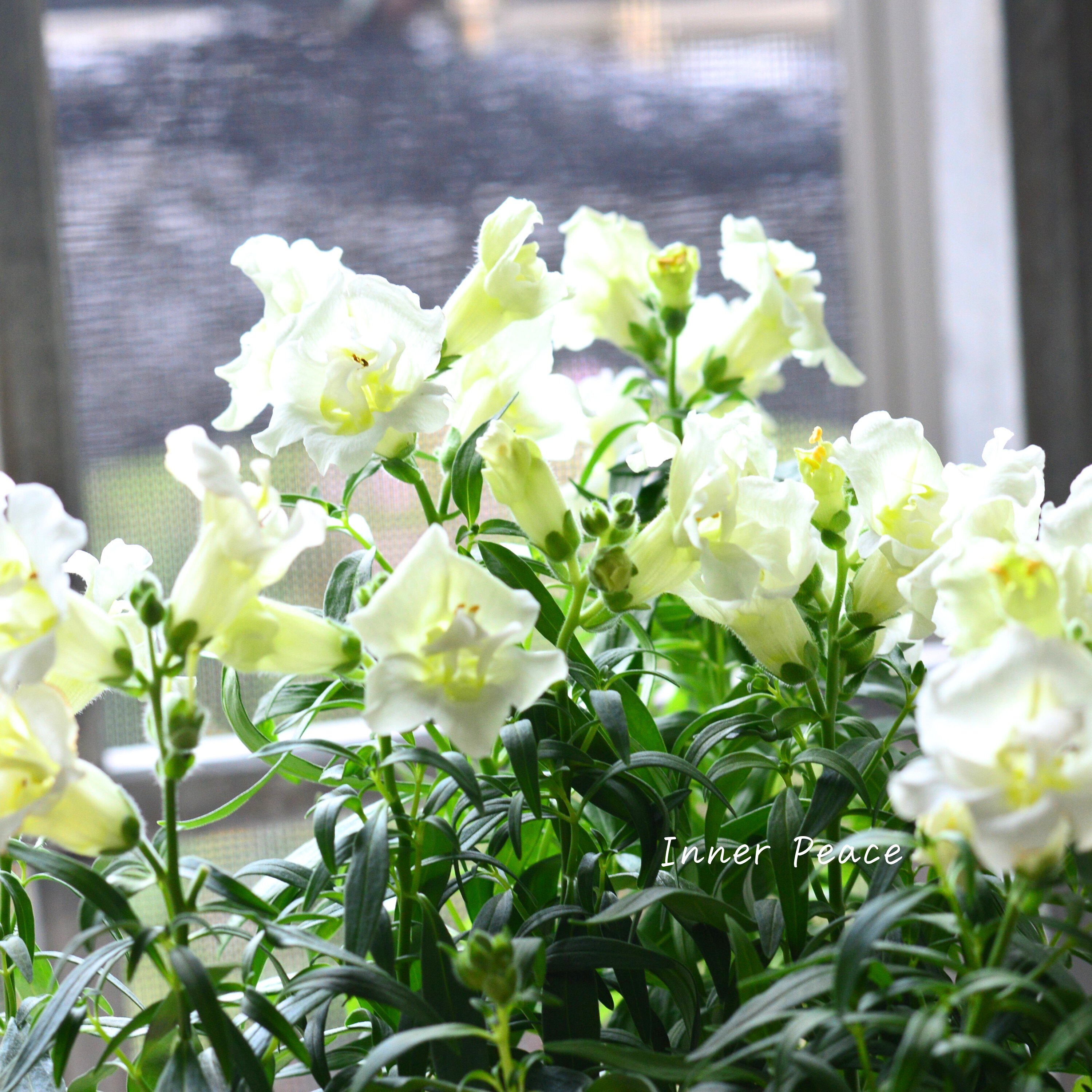 【かわいい】 キンギョソウ・トゥイニー 『ホワイト』 3寸ロングPOT