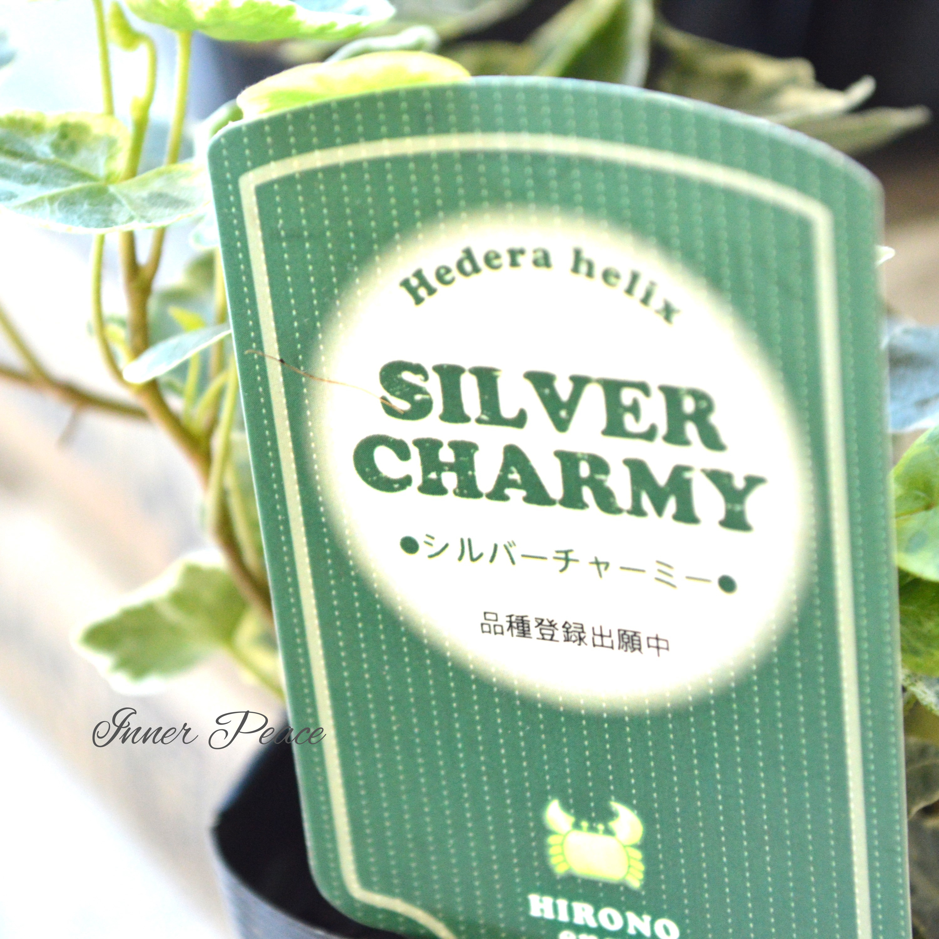 【希少】 ヘデラ 『シルバーチャーミー』 2.5~3寸POT