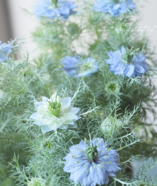 【オシャレ】 ニゲラ 『ブルーミゼット』植え込み用 3寸POT