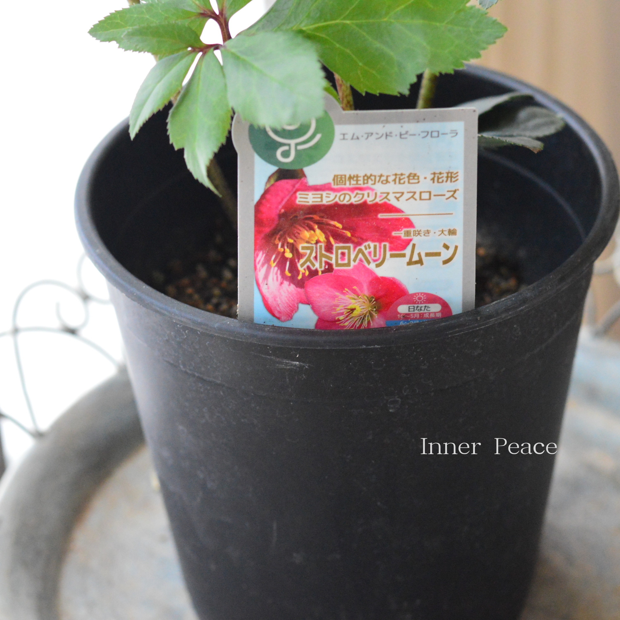 【ミヨシ】 クリスマスローズ 『ストロベリームーン』 6号鉢