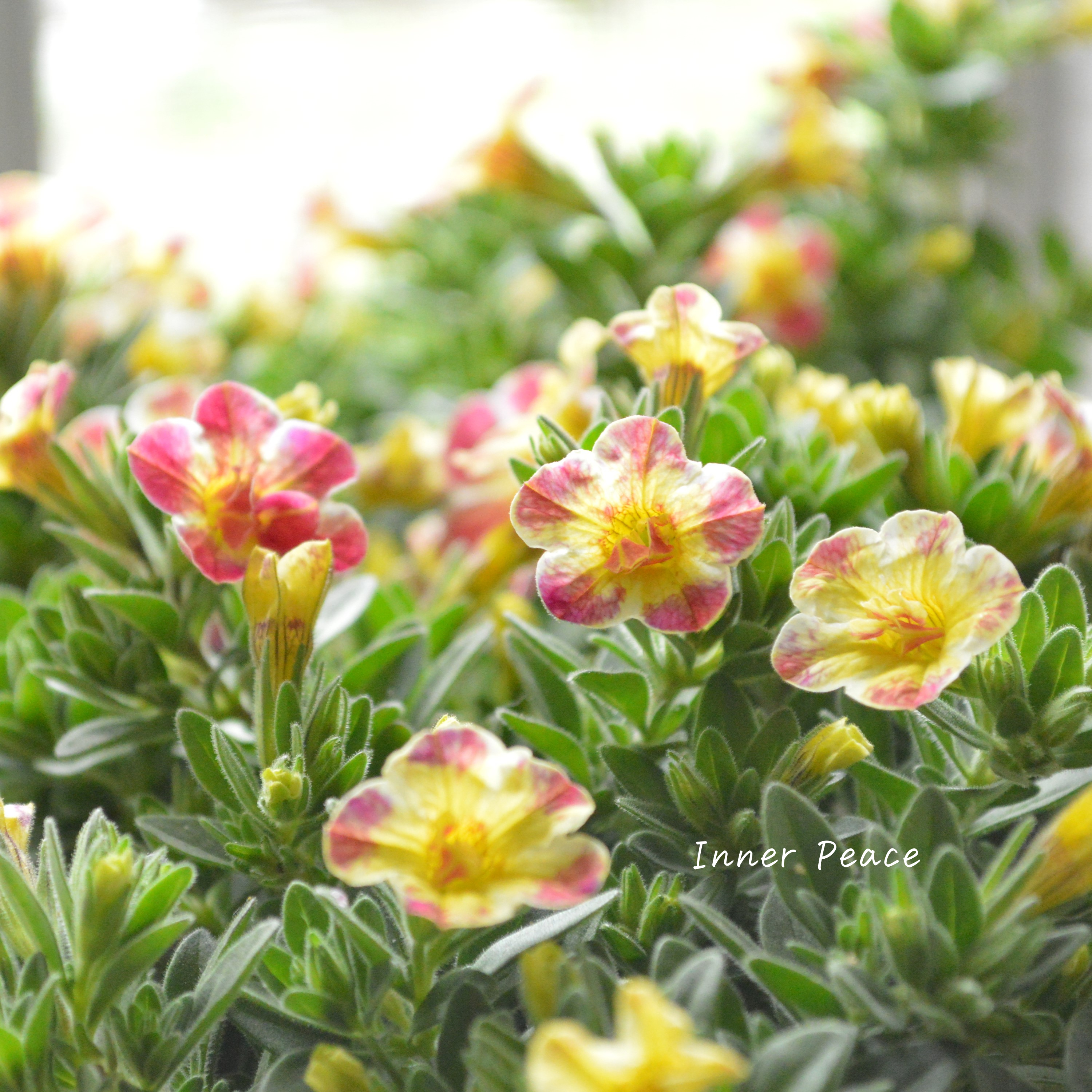 【ゲブラさん】 Sale! カリブラコア 『Emily ~エミリ~』 3.5寸POT