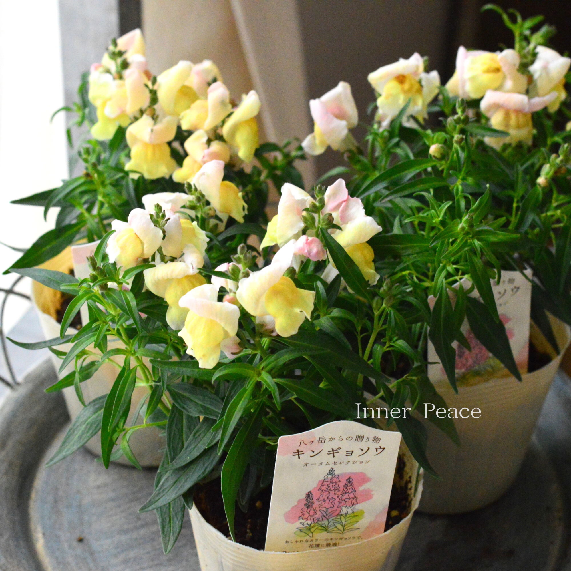 【かわいい】 キンギョソウ 『オータムセレクション D』 3.5寸POT