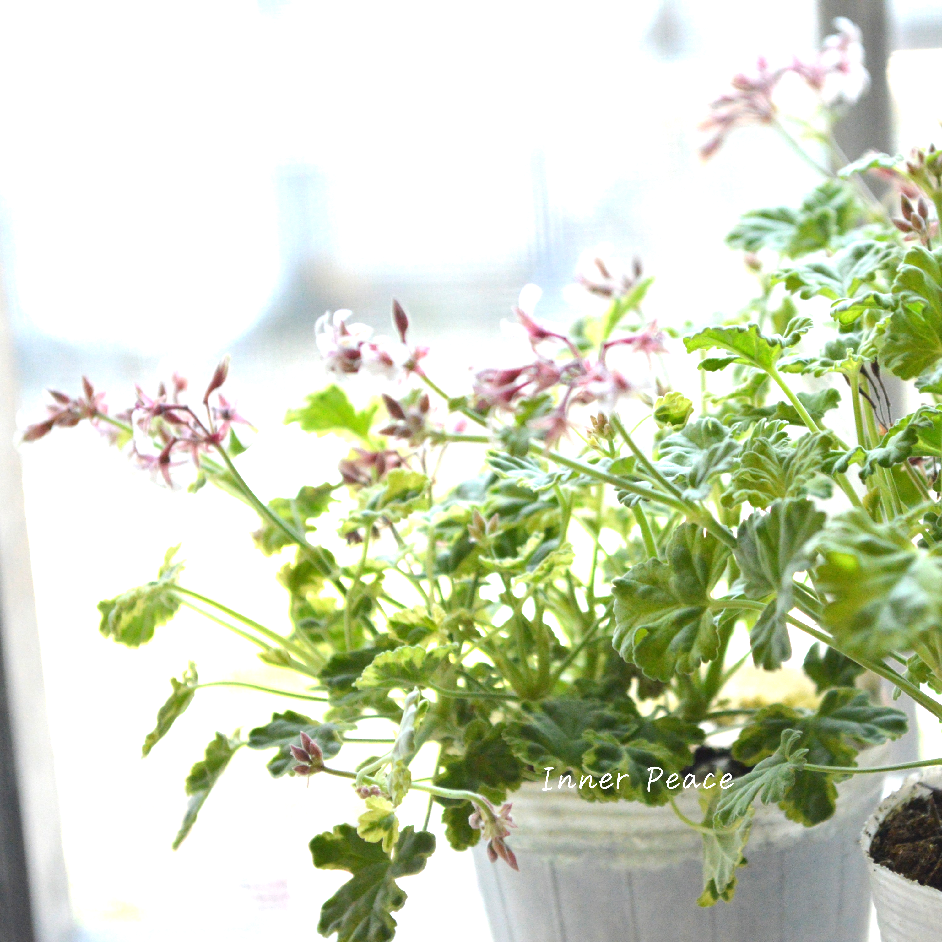 【斑入り】 ナツメグゼラニウム 『バリエガータ』 2.5寸ロングPOT