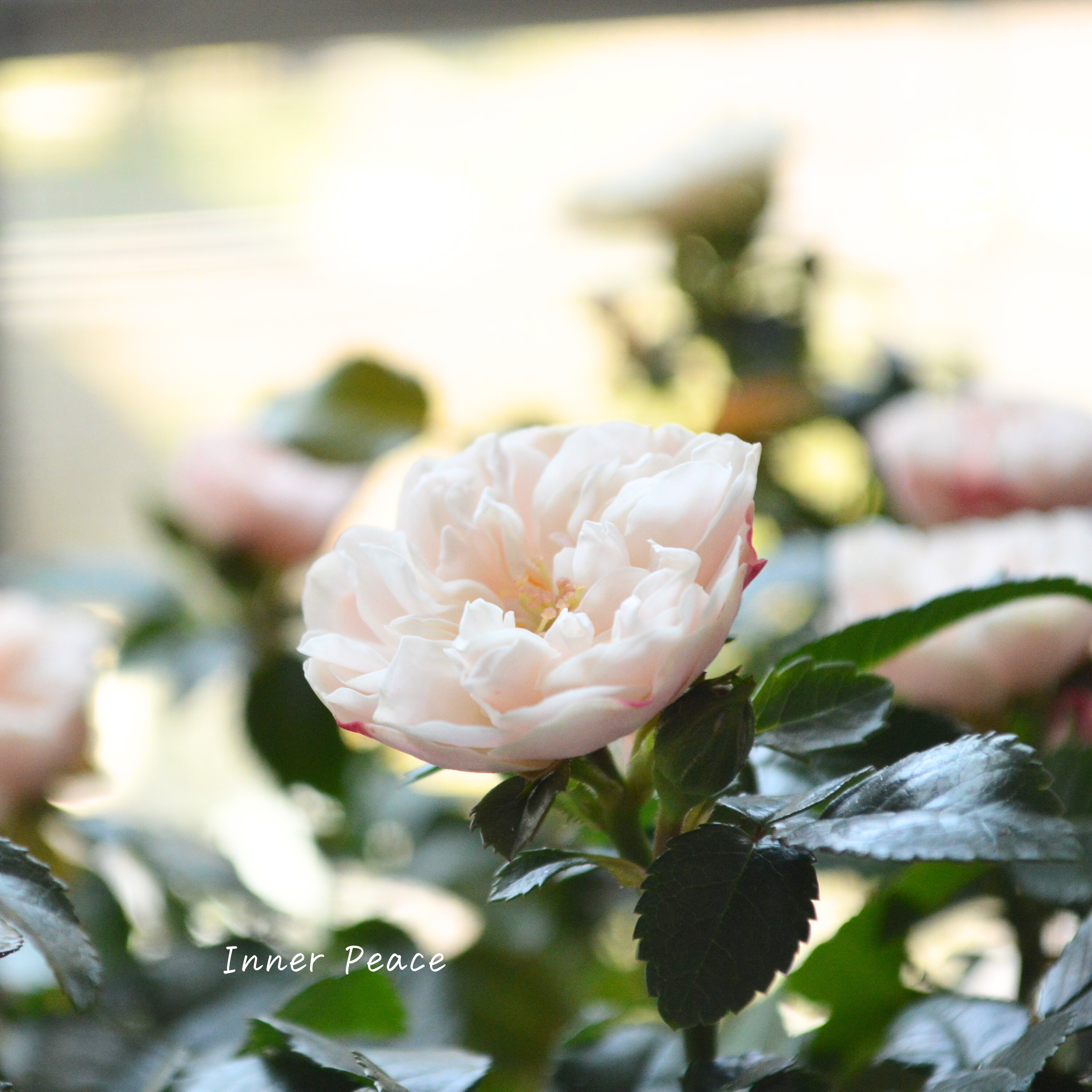 【美しい】 ミニ薔薇 『グリーンアイス』 3寸POT