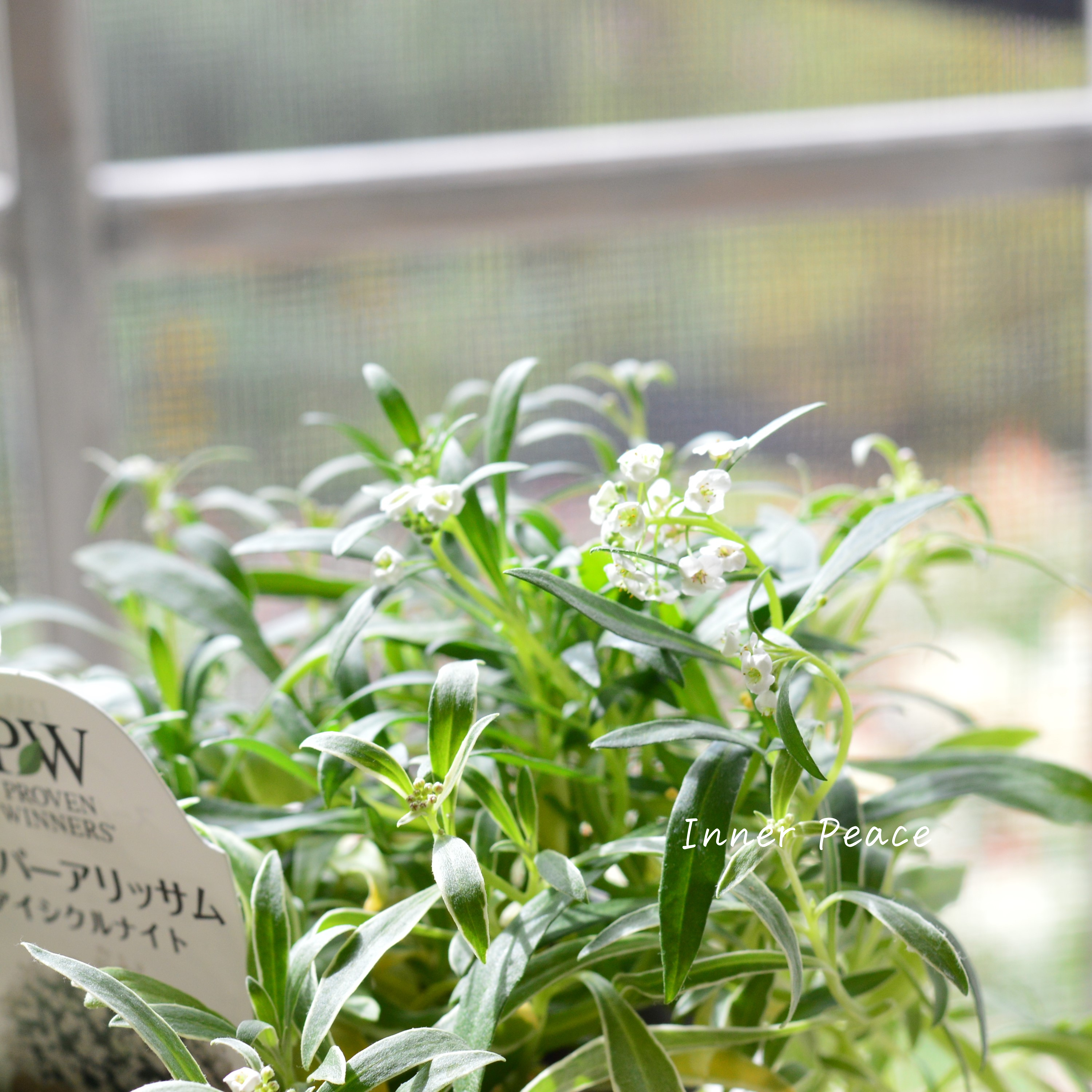 【PWさん】 2024New! スーパーアリッサム 『アイシクルナイト』 3.5寸硬質POT