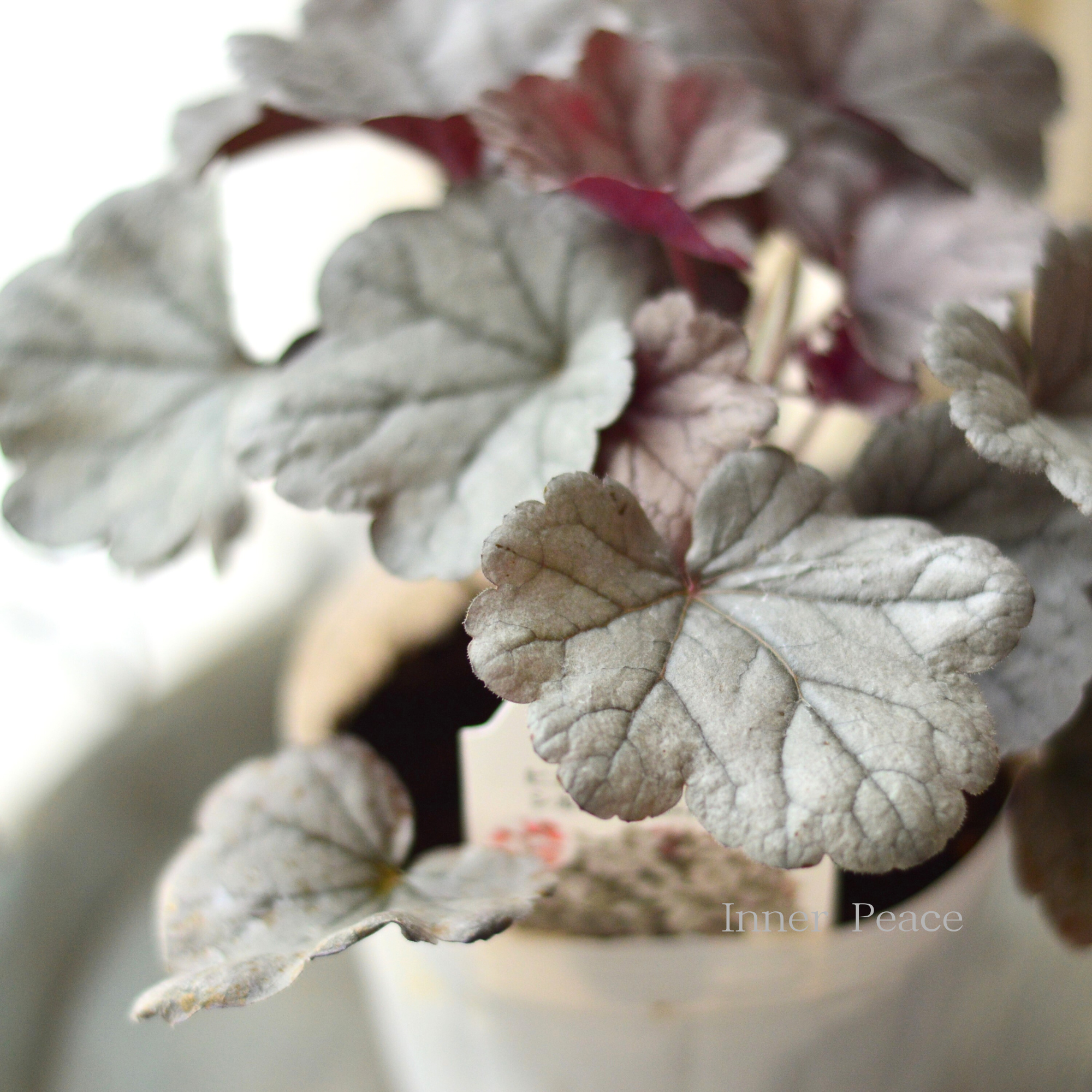 【PW】 ヒューケラ ドルチェ 『シルバーガムドロップ』 4寸ロングPOT