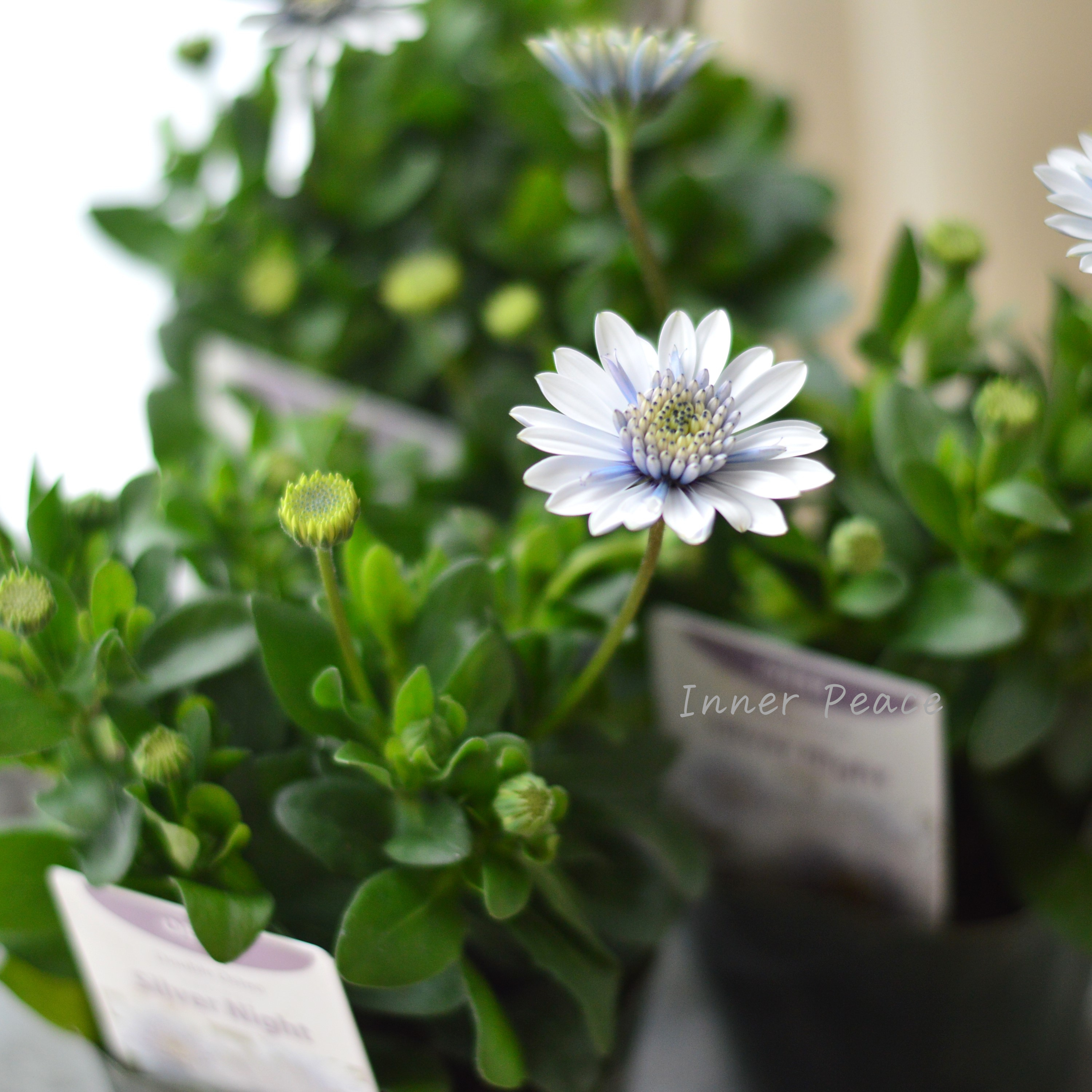 【ゲブラさん】 オステオスペルマム 『シルバーナイト』 3.5寸POT