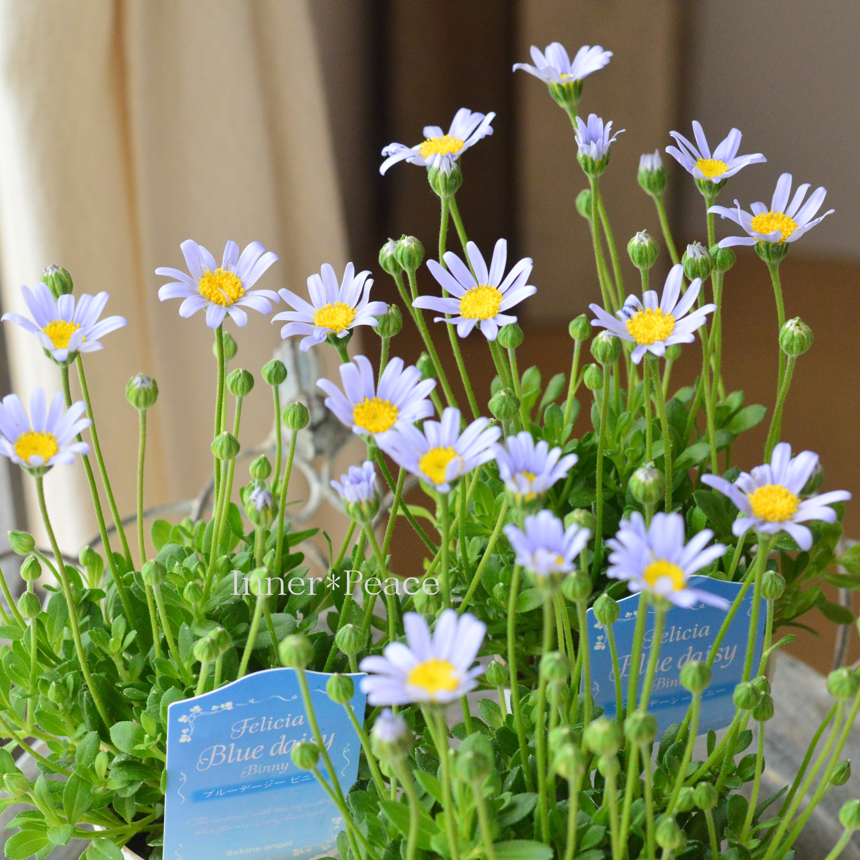 【美しい】 フェリシア(ブルーデージー) 『ビニー』 2.5寸POT