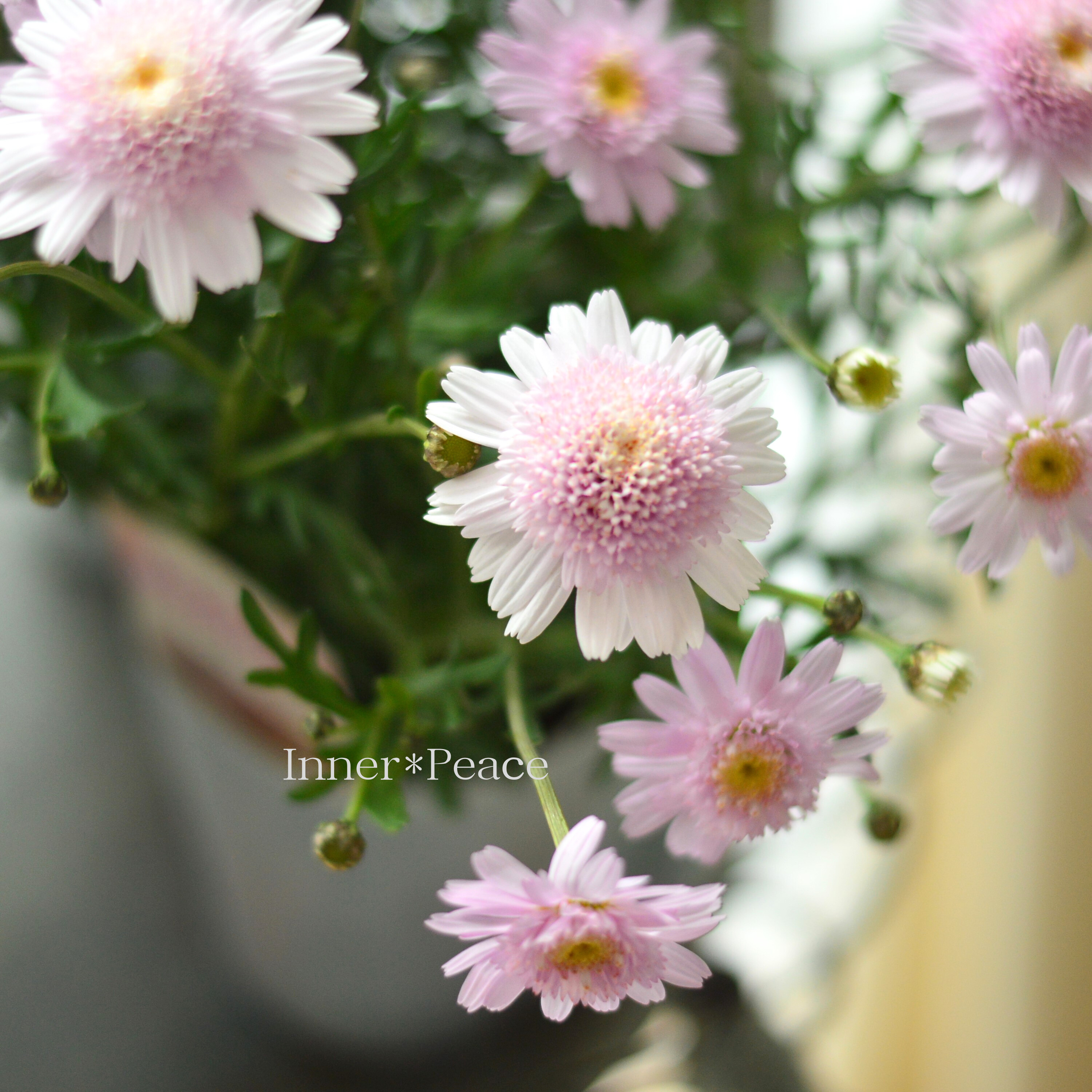 【松原園芸さん】 マーガレット 『ぽぽたん・ベビーピンク』 3寸ロングPOT