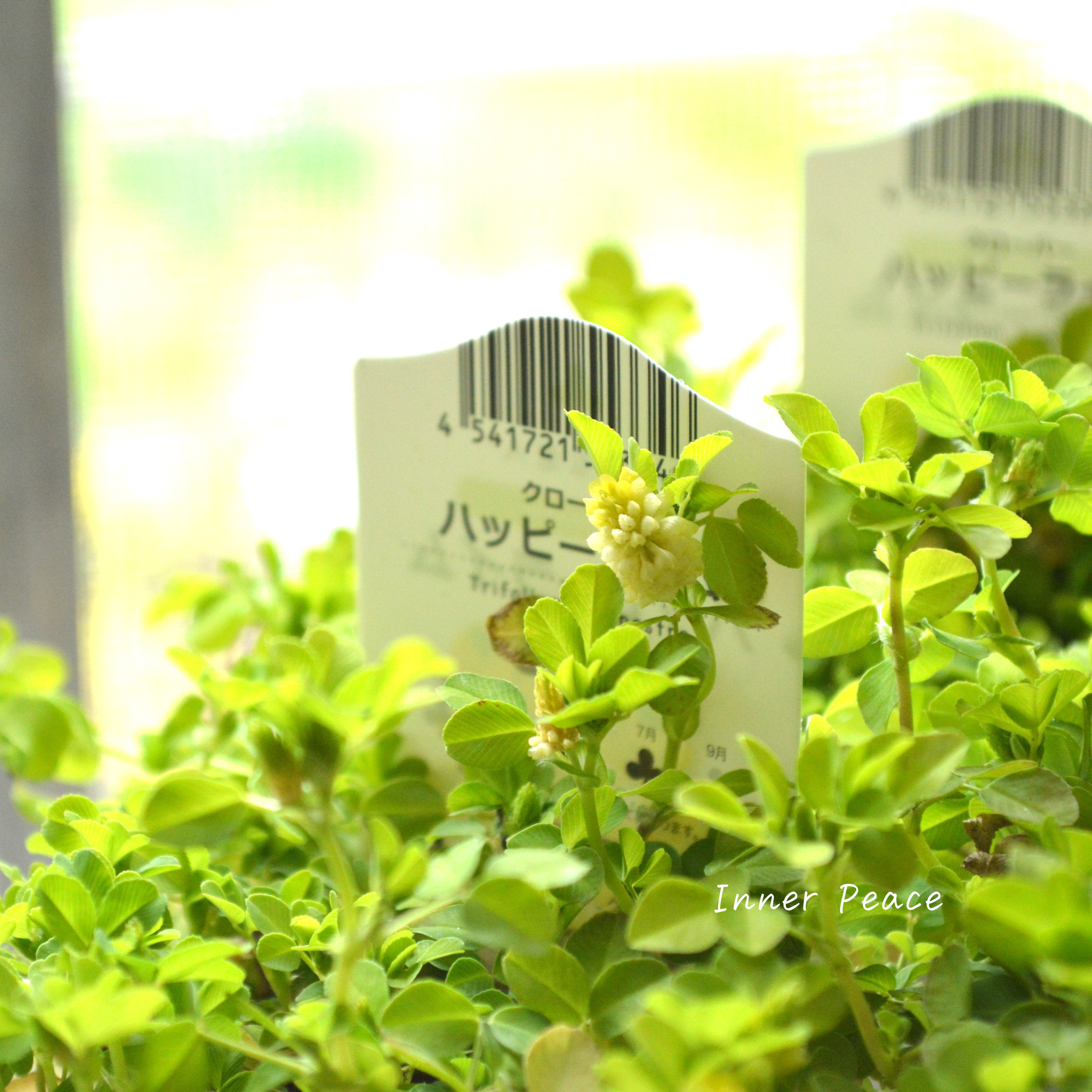 【爽やか】 クローバー 『ハッピーライム』 2.5寸ロングPOT