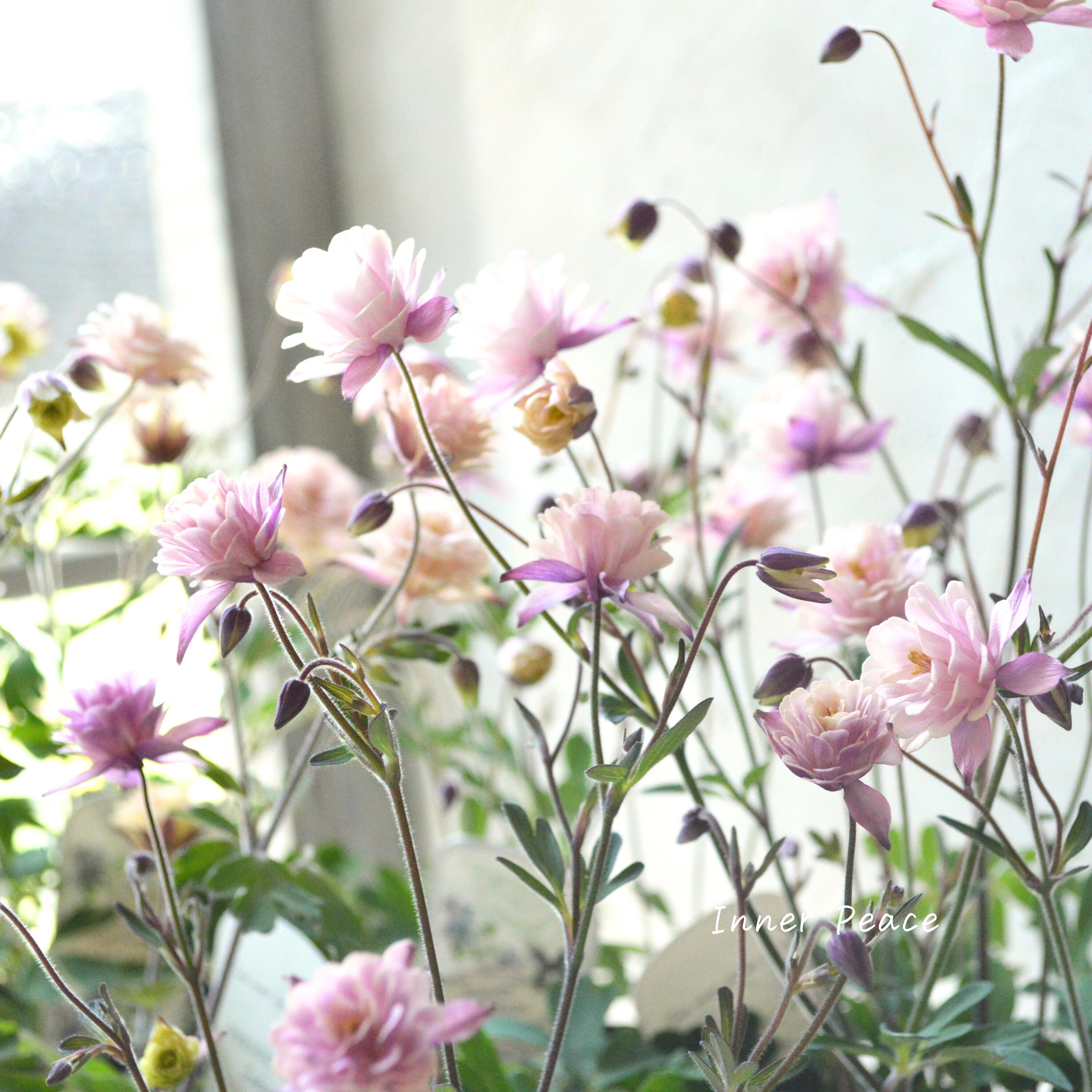 【tef*tef*さんオリジナル】 八重咲きオダマキ 『クラシカルセピア』 3.5寸ロングPOT