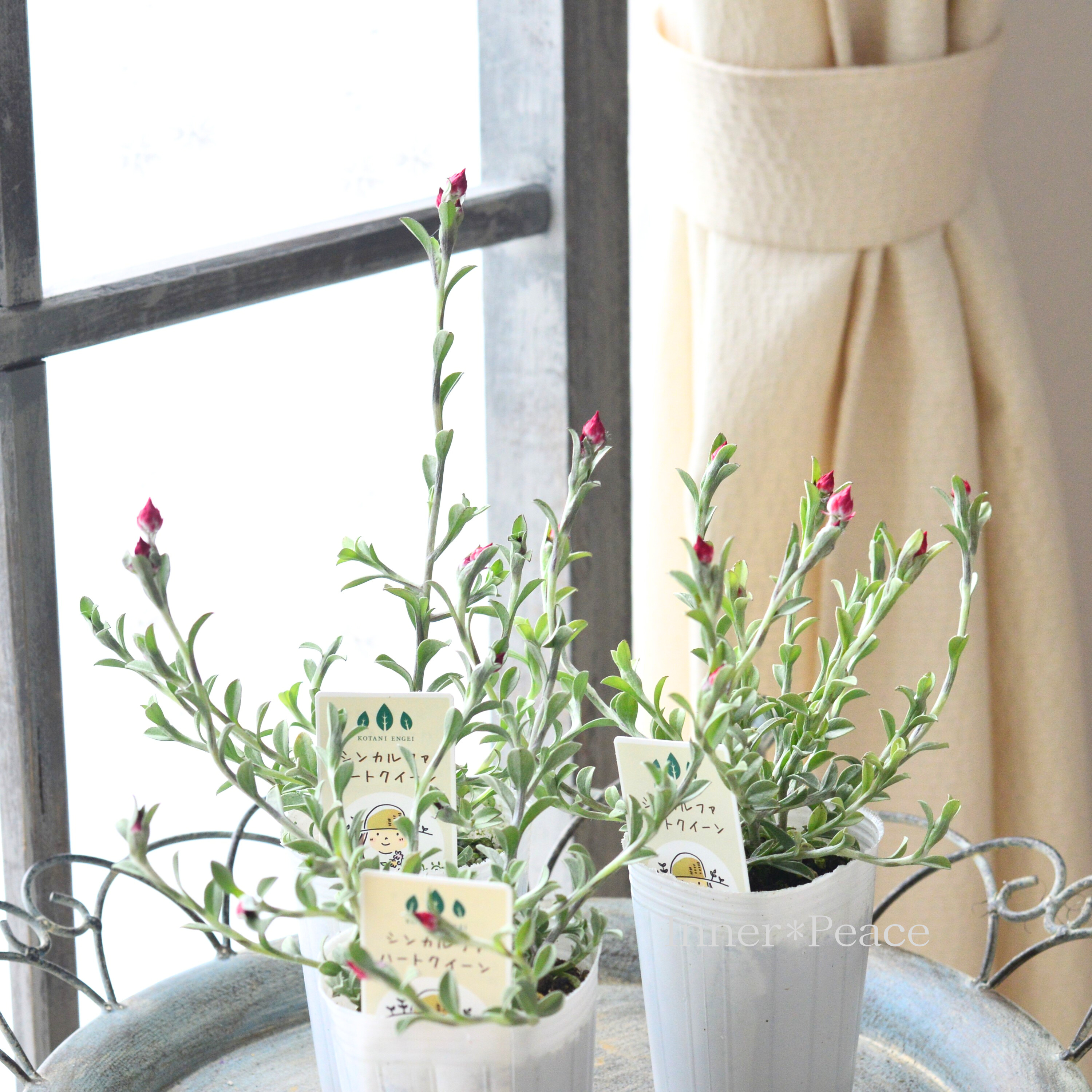 【カサカサしたお花】 シンカルファ 『ハートクイーン』 2.5寸ロングPOT