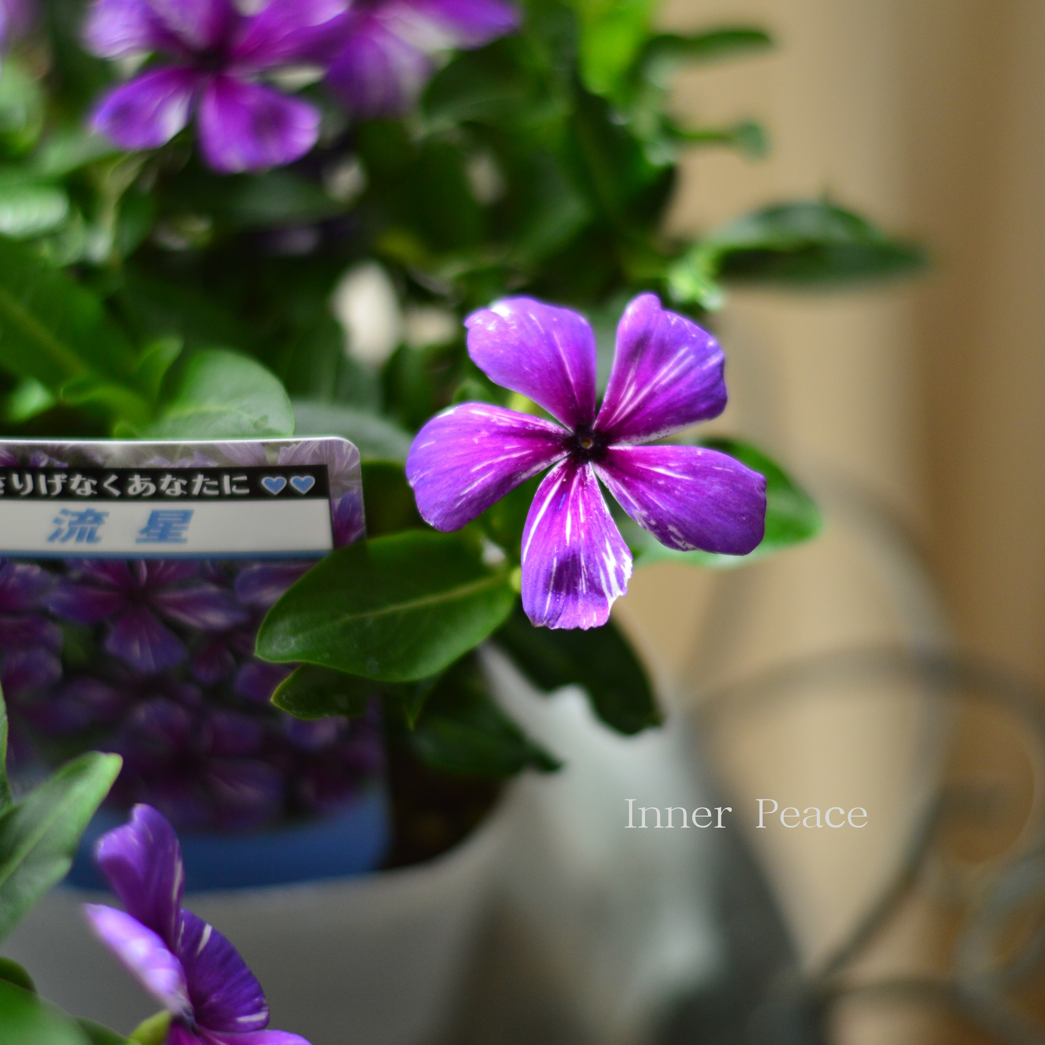 北島園芸さん】 ニチニチソウ 『流星』 3.5寸POT