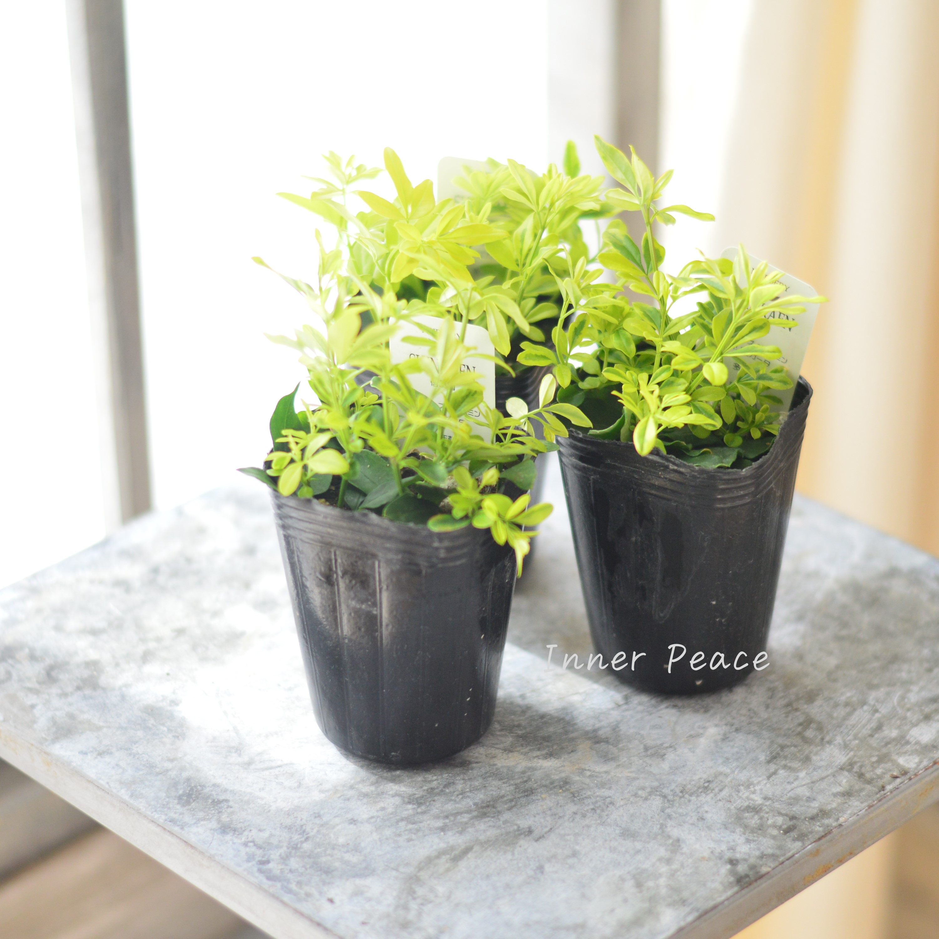 【斑入り】 プリムローズジャスミン 『バリエガータ』 2.5寸POT