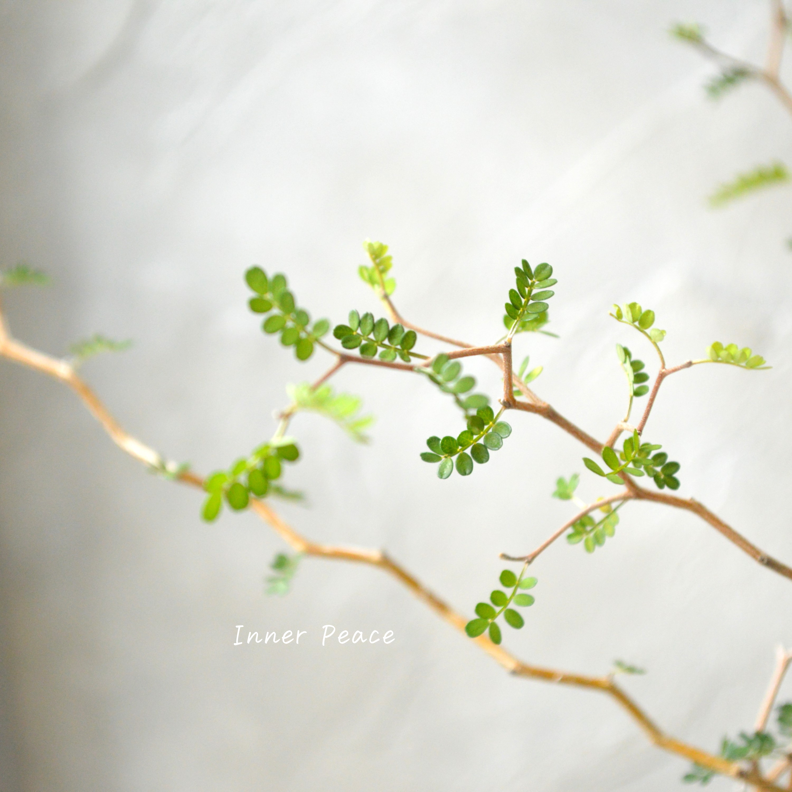 【メルヘンの木】 ソフォラ 『リトルベイビー』 3寸POT