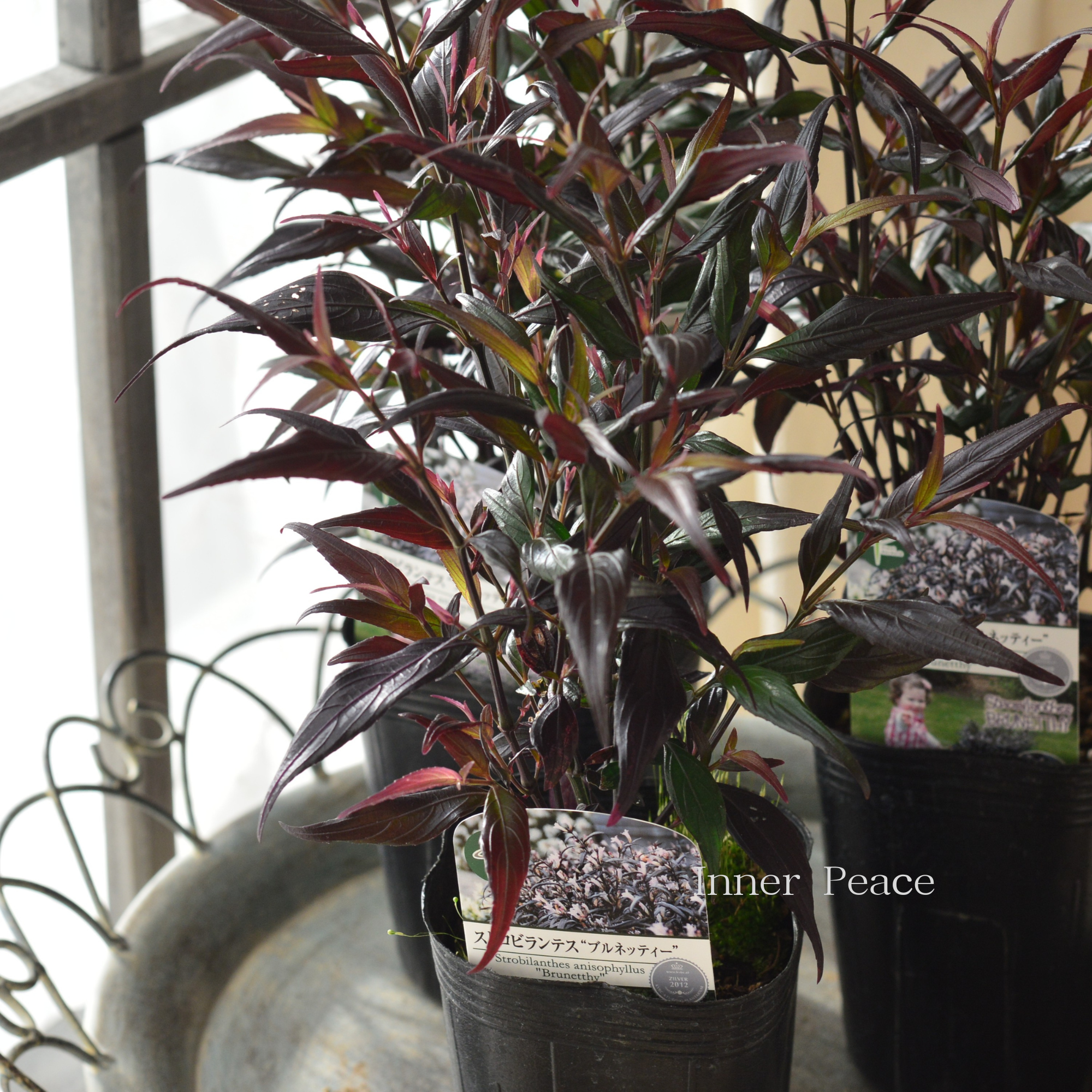 【オシャレ】 ストロビランテス 『ブルネッティー』 3寸POT