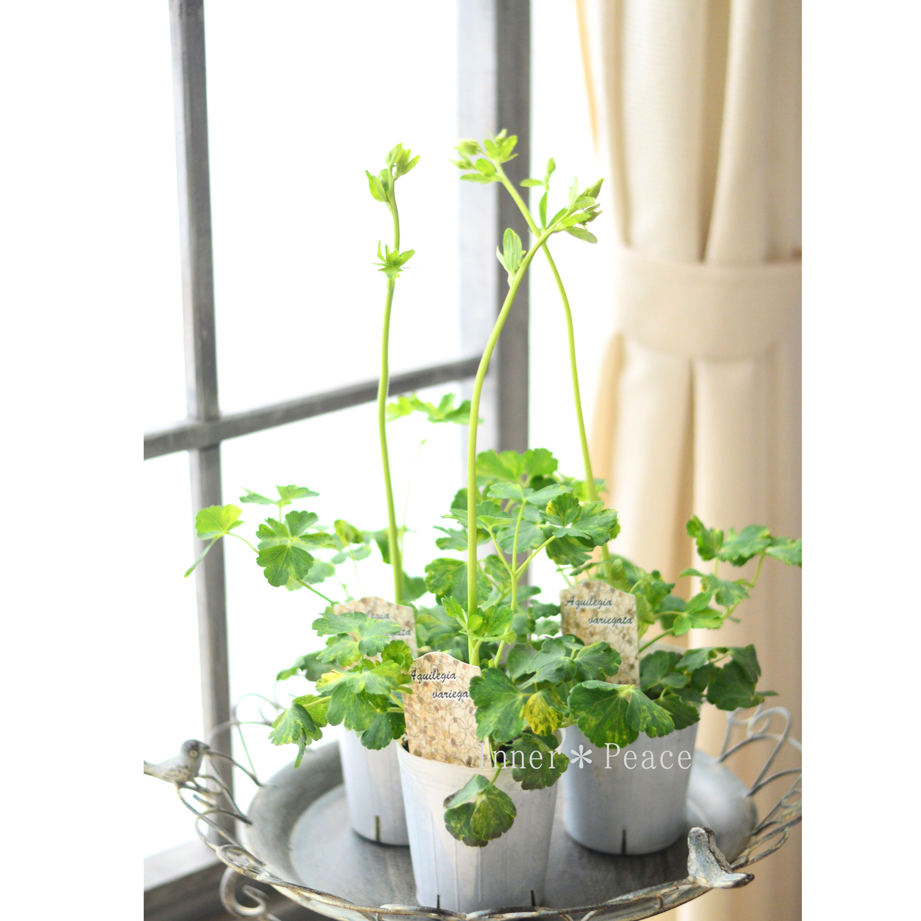 【松原園芸さん】 斑入りオダマキ 『白花』 3寸ロングPOT