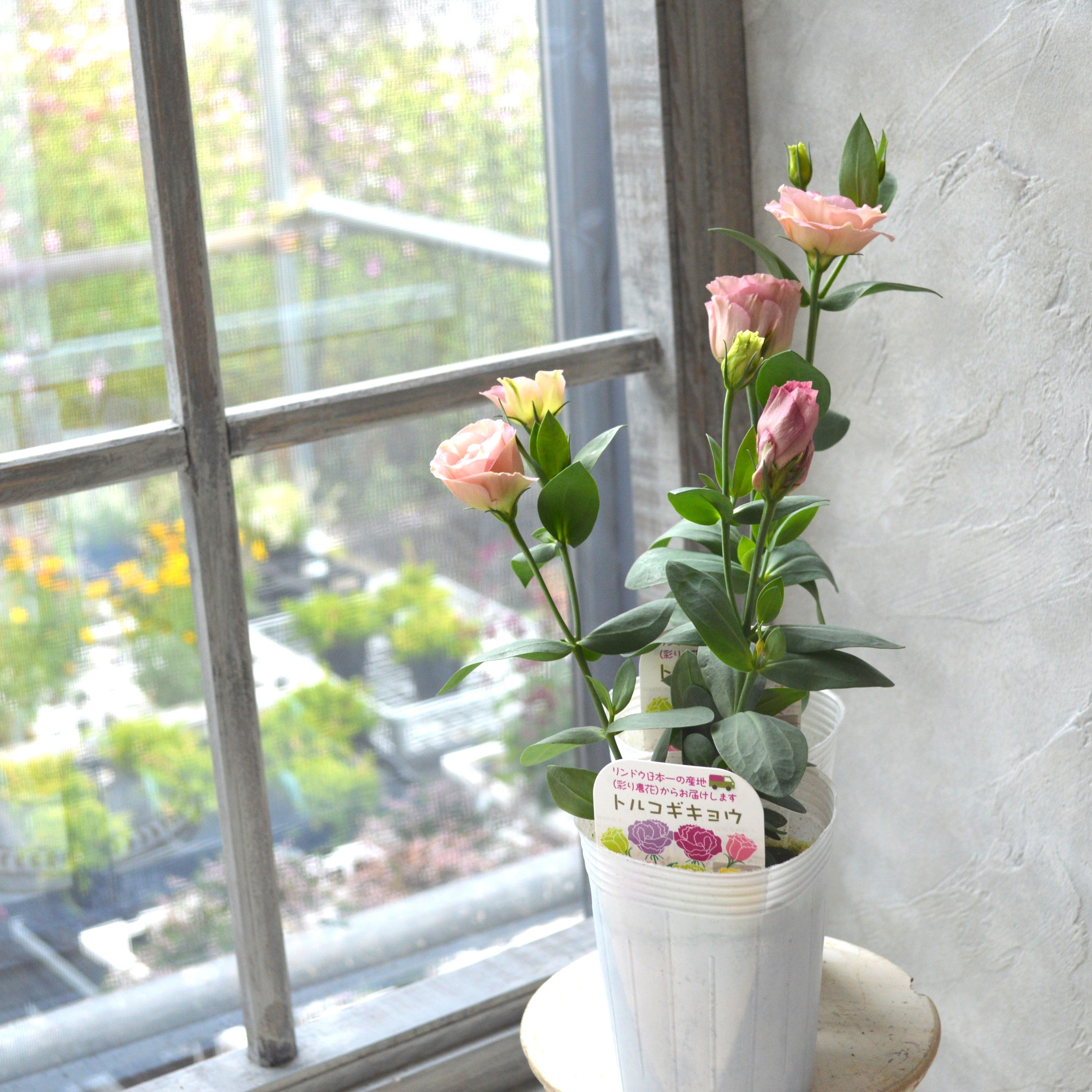 【美しい】 トルコギキョウ 『シフォンピンク』 3寸POT