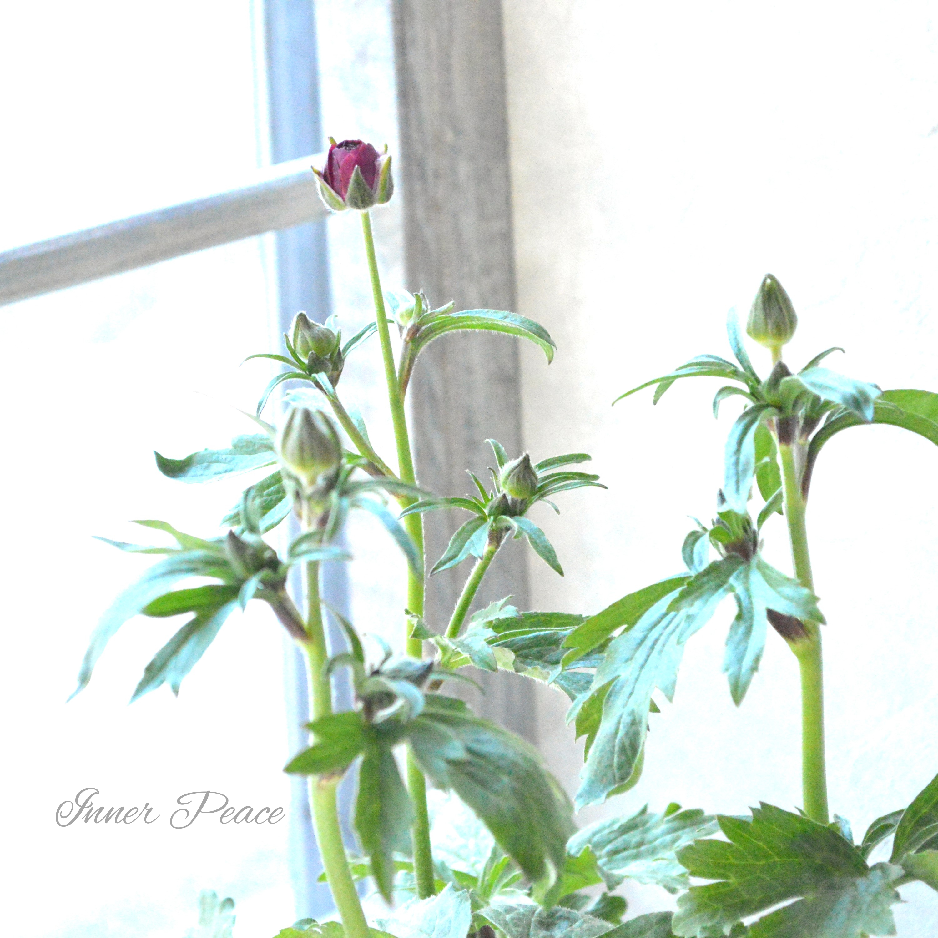 【美しい】 ラナンキュラス・ラックス 『ディオニュソス』 4寸POT