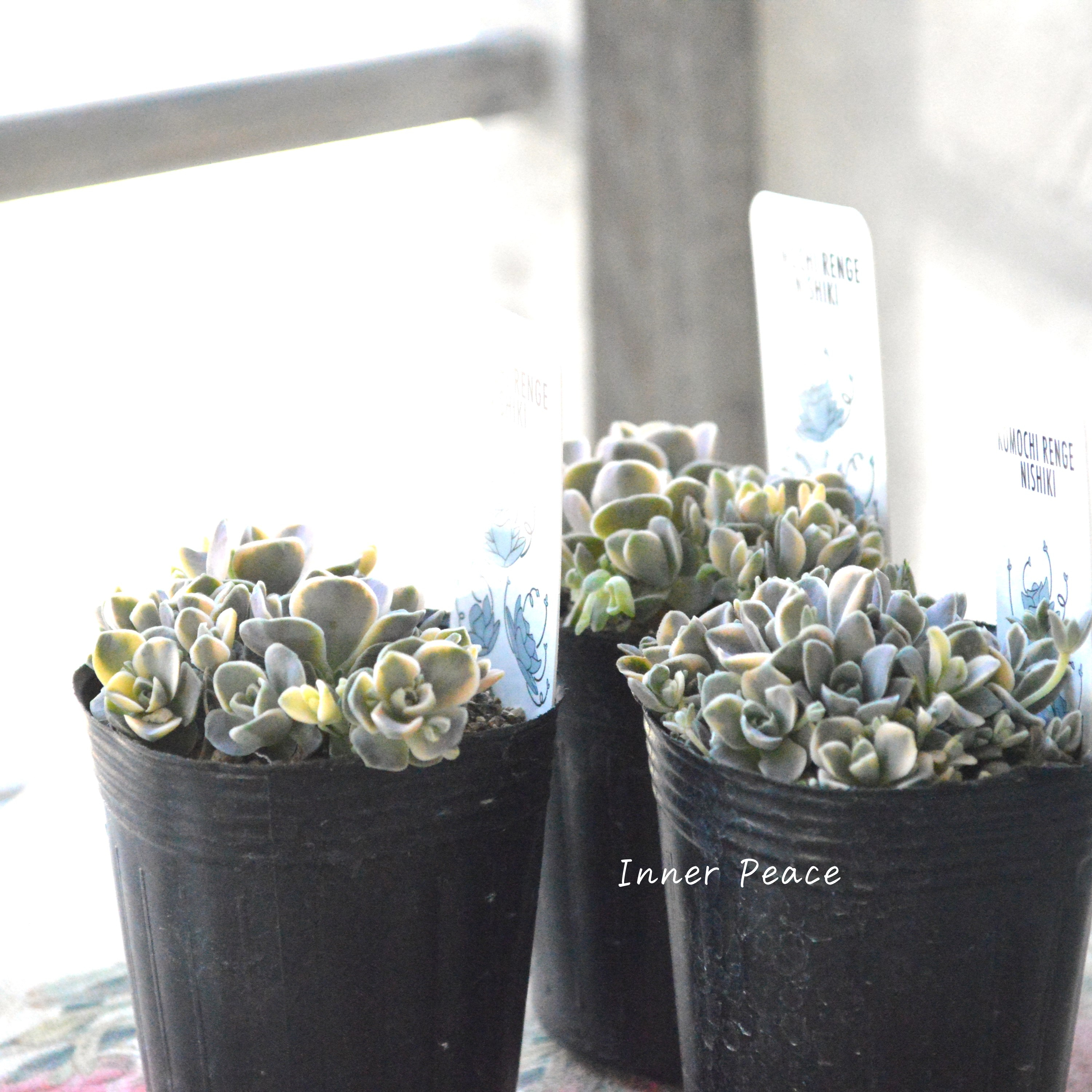 【希少】 子持ち蓮華錦(コモチレンゲ) 2寸POT