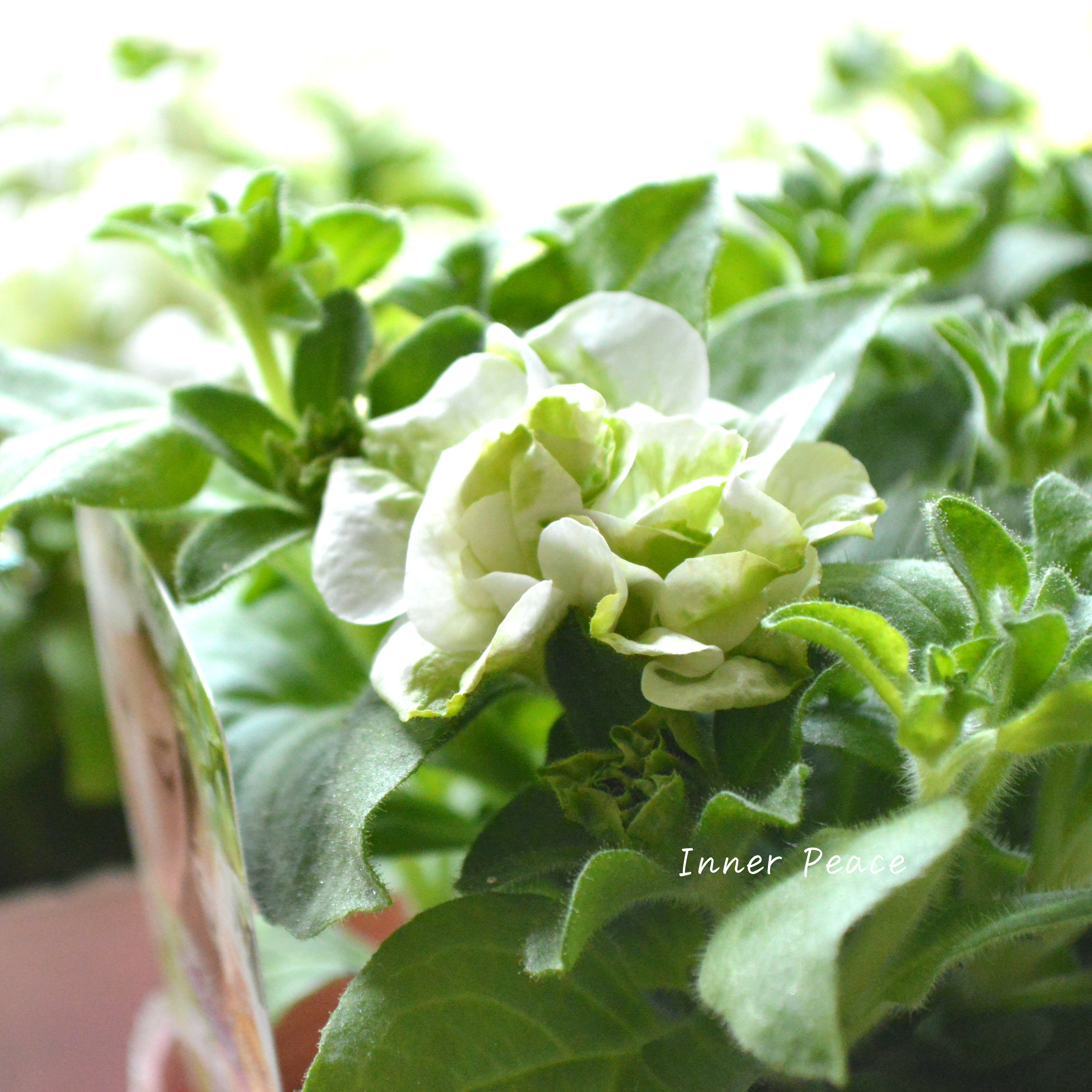 【花日和さんオリジナル】 栄養系ペチュニア 『ベルチャーム・エルザ』 3寸ロング~3.5寸POT