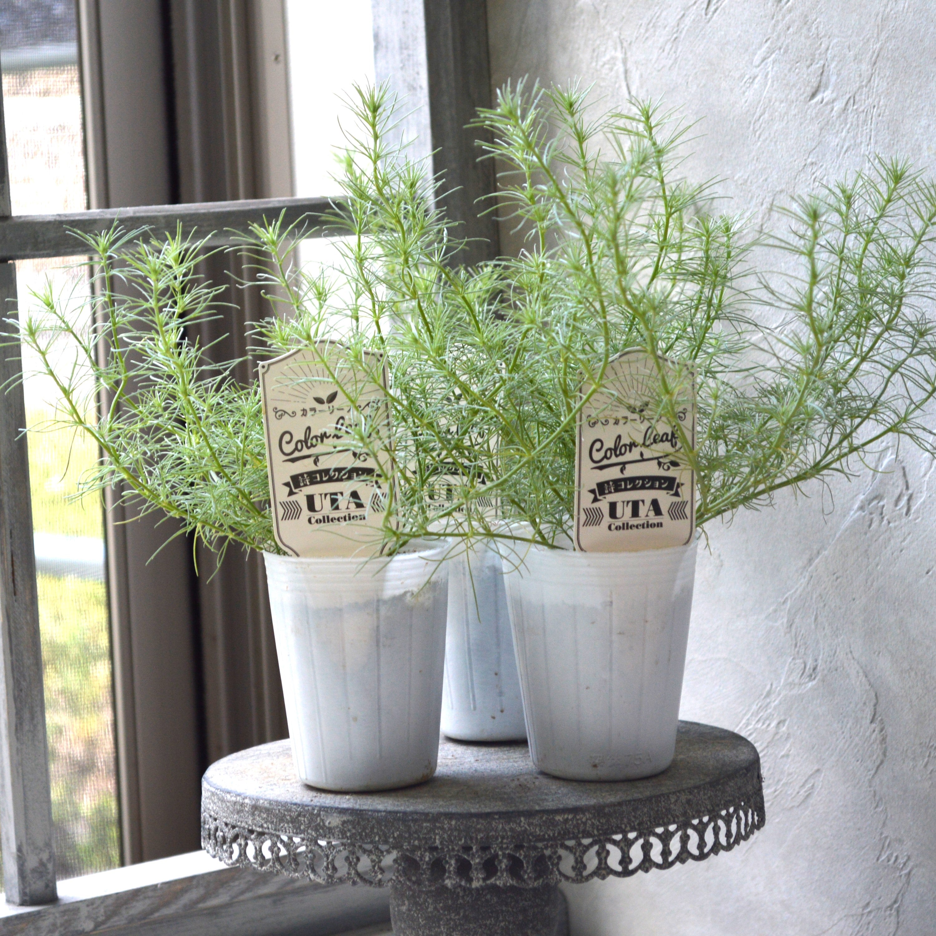 【ふわふわリーフ】ロータス『コットンキャンディー』 2.5寸POT