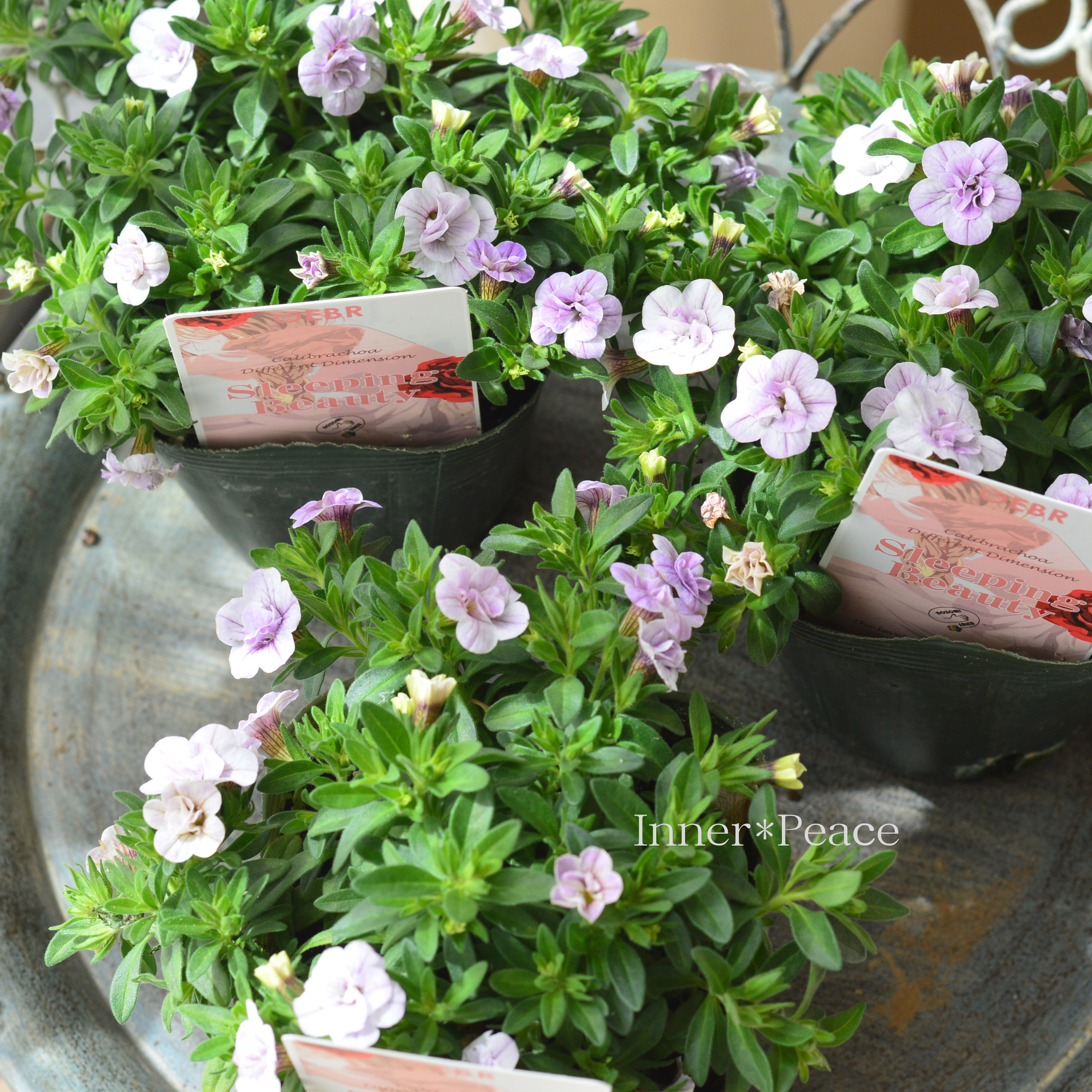 【ゲブラさん】 カリブラコア 『スリーピングビューティー』 3.5寸POT