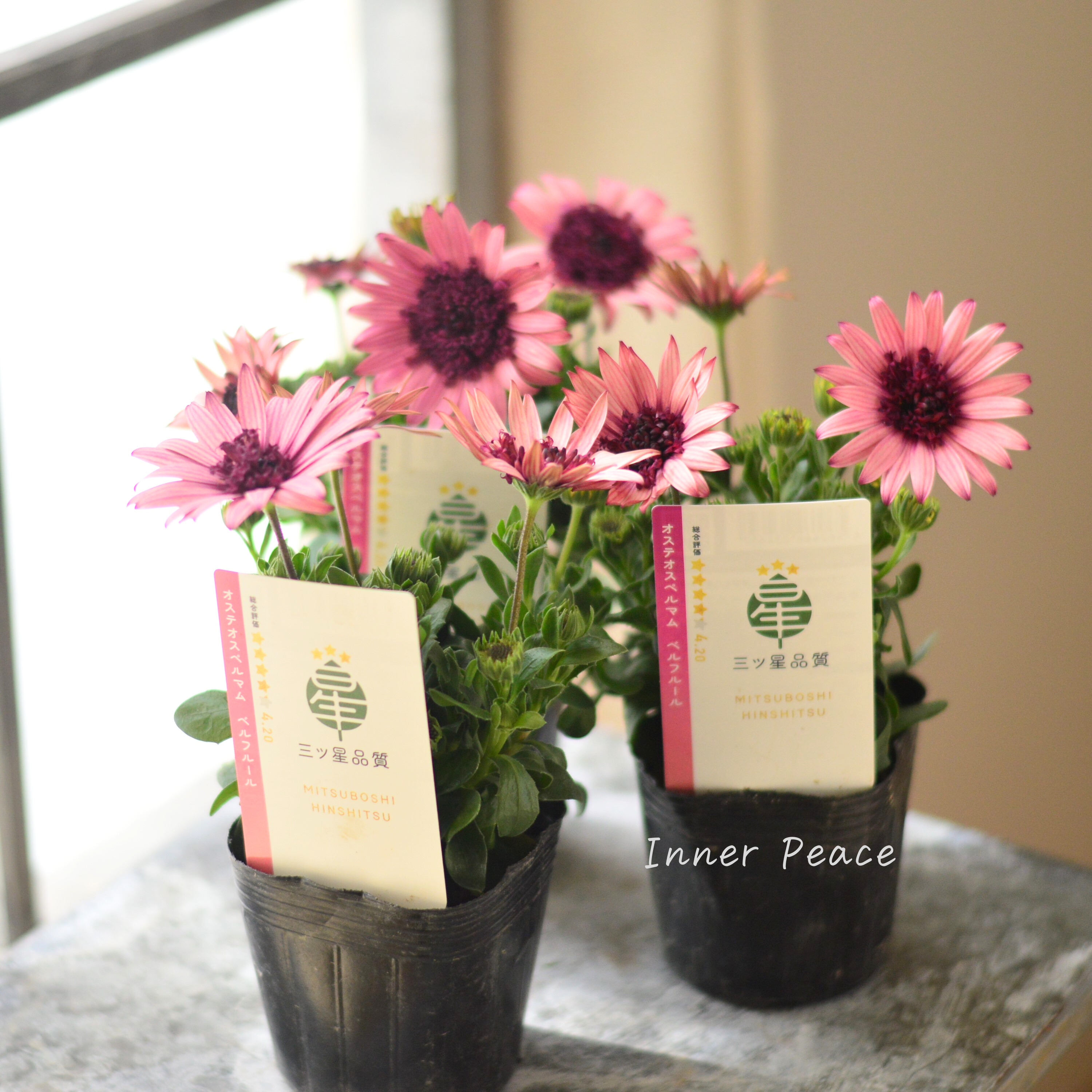 【大人かわいい】 オステオスペルマム 『ベルフルール・B』 3.5寸POT